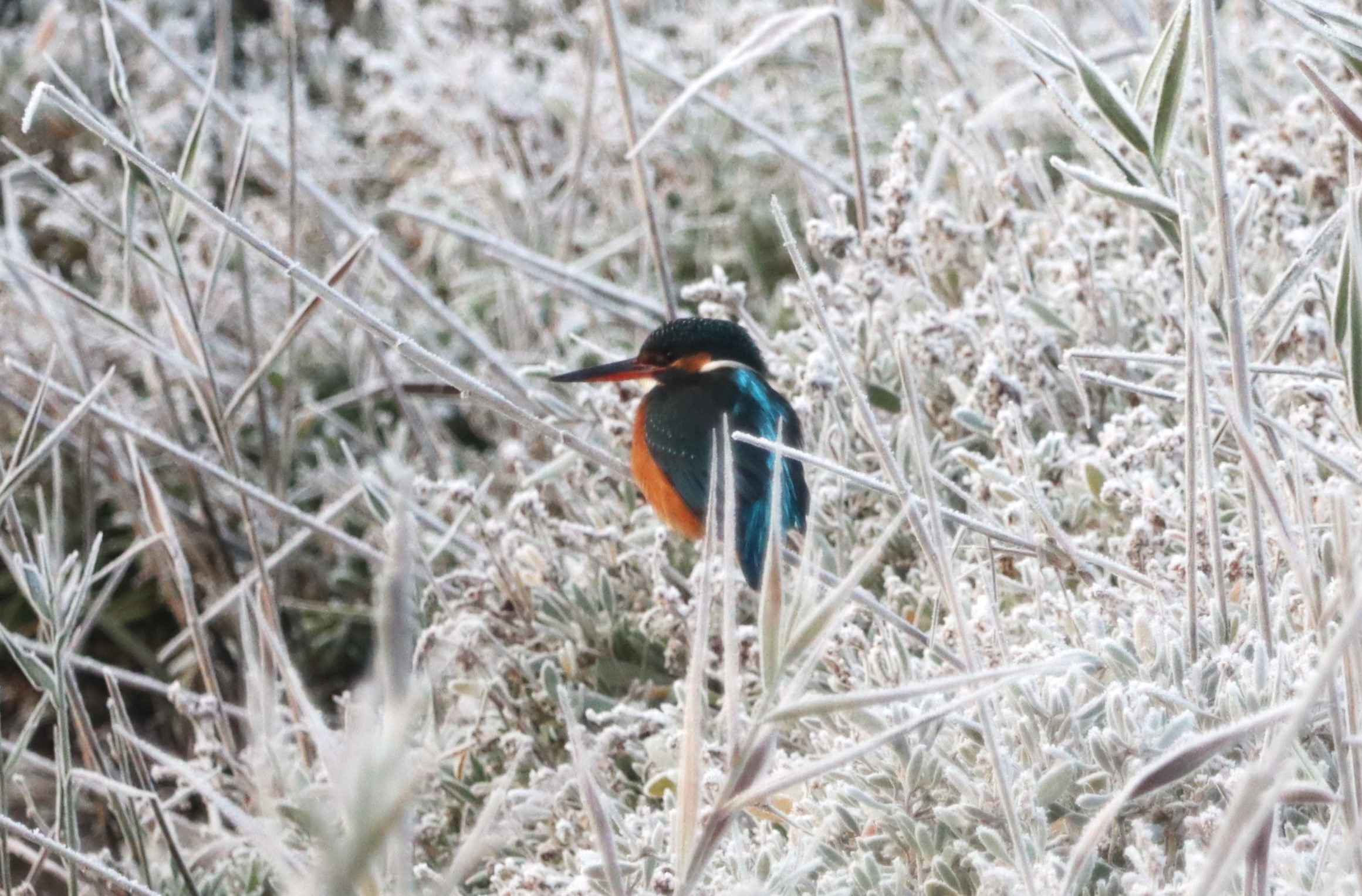 Kingfisher - 13-12-2022