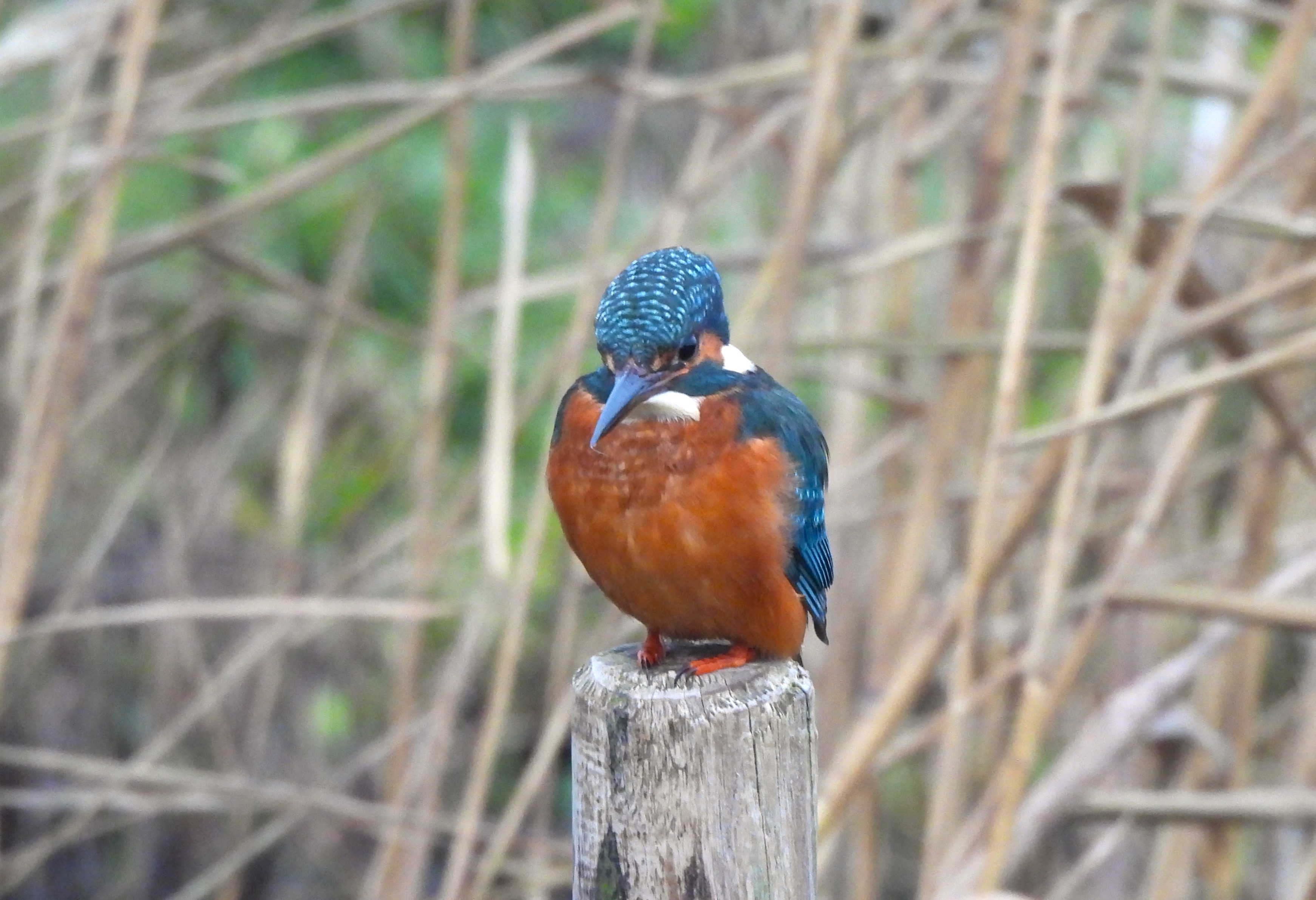 Kingfisher - 16-12-2025