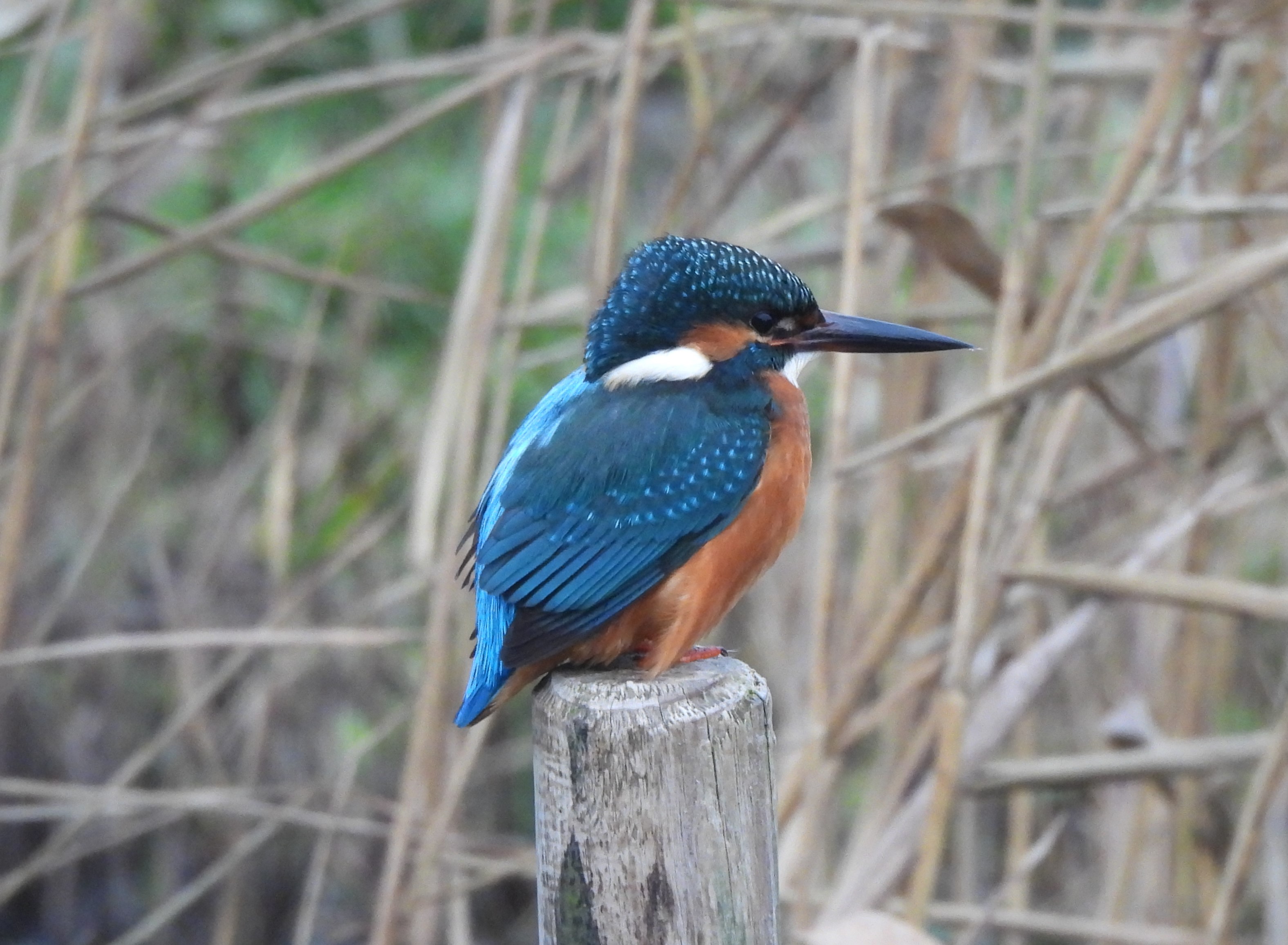 Kingfisher - 16-12-2025