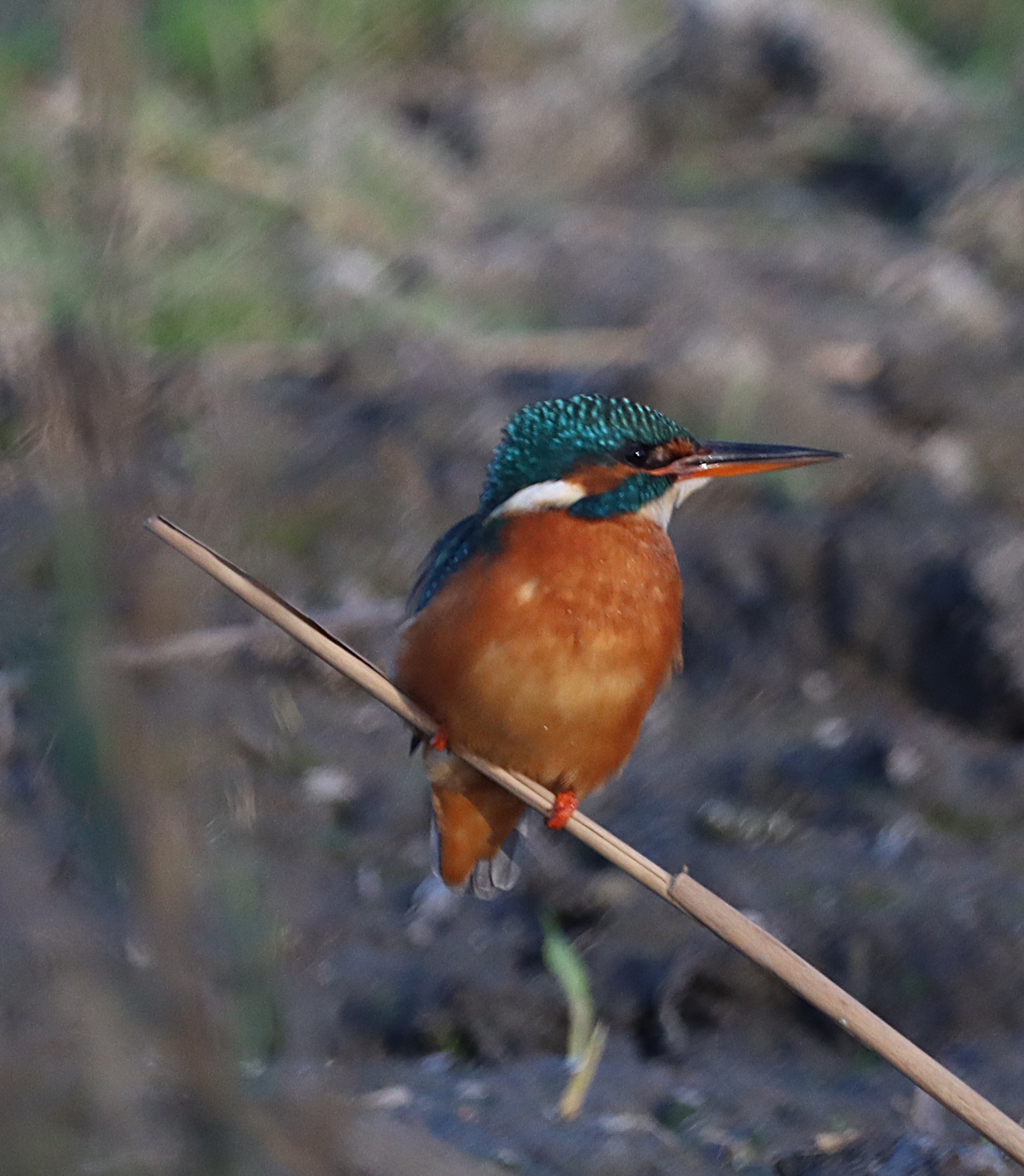 Kingfisher - 03-11-2024