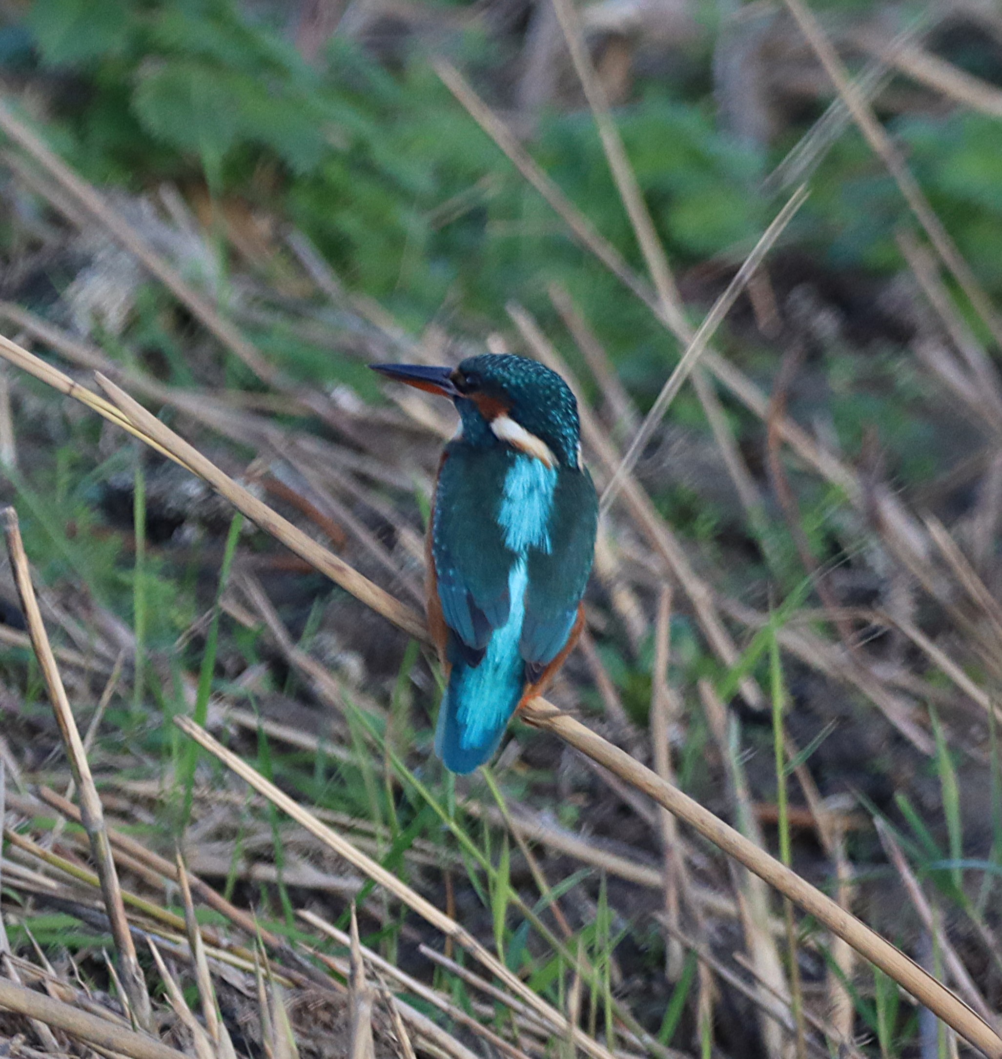 Kingfisher - 03-11-2024