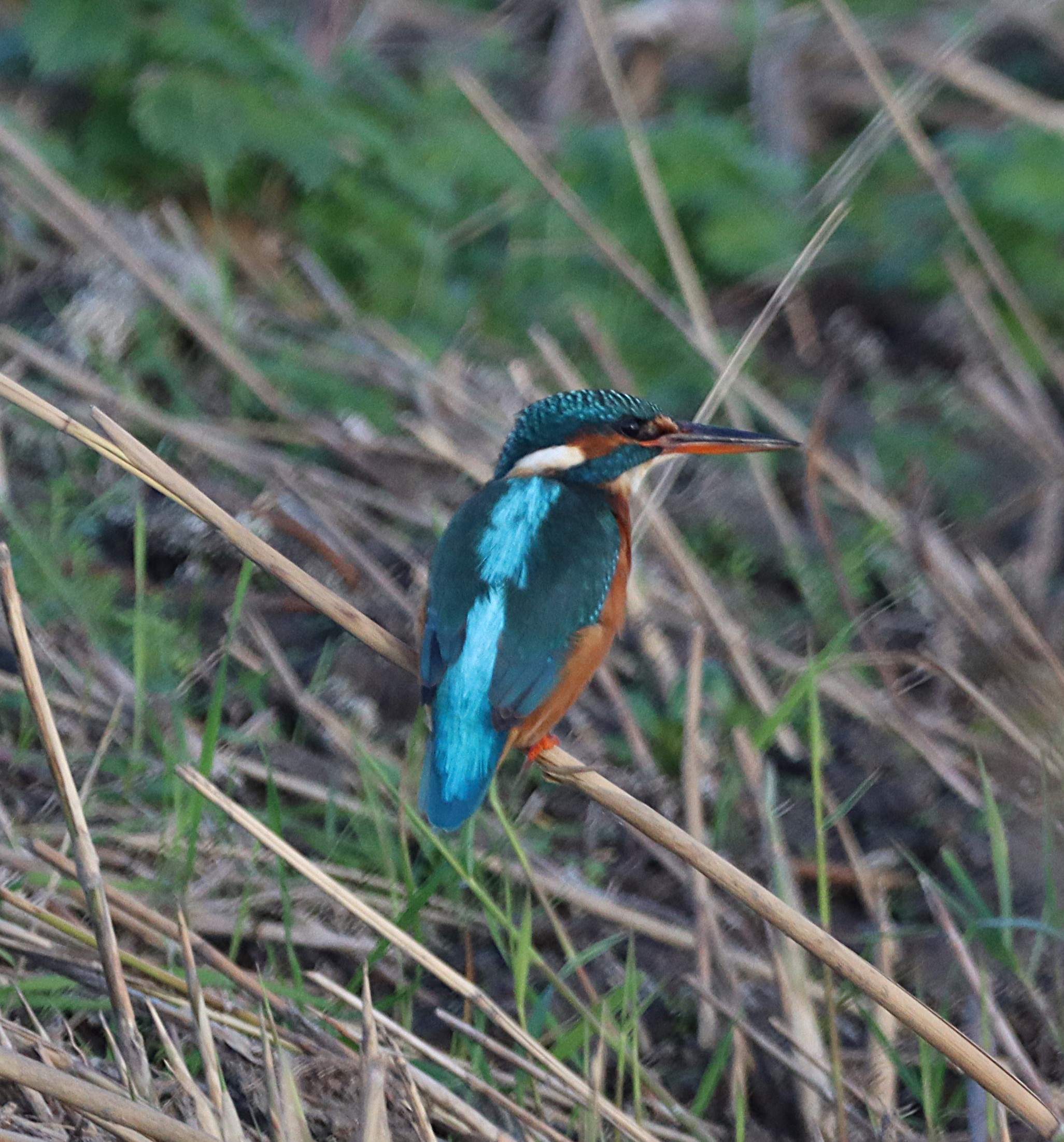 Kingfisher - 03-11-2024