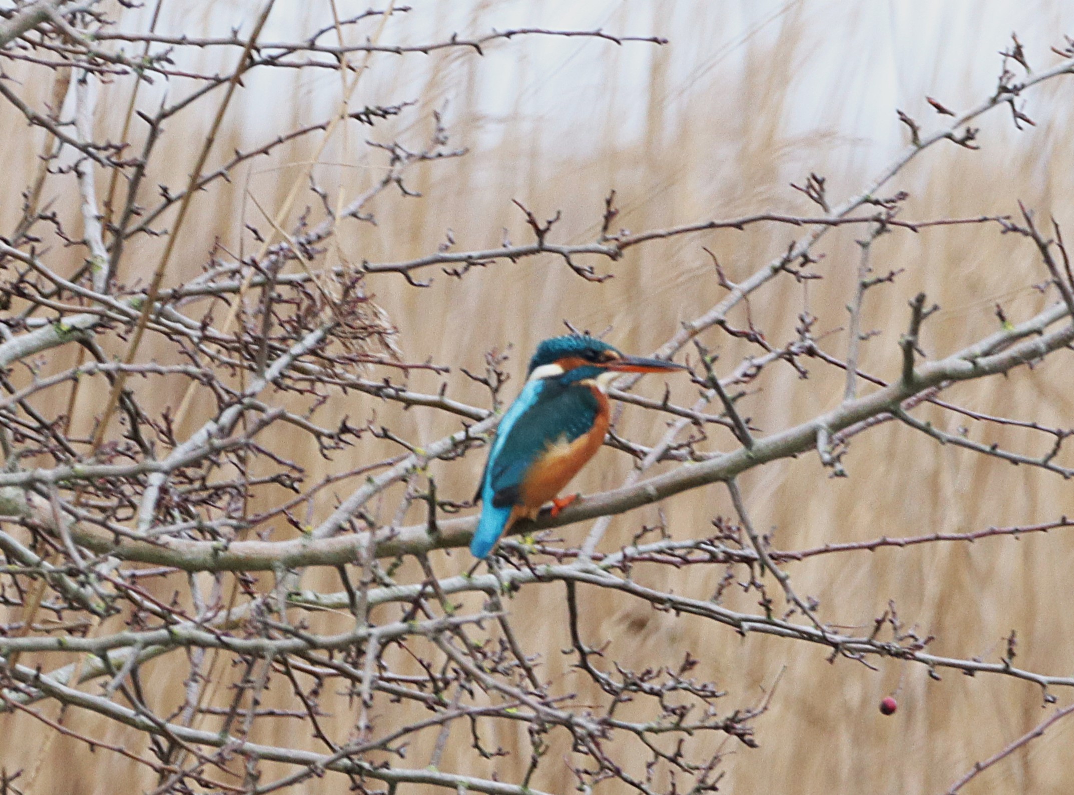 Kingfisher - 04-01-2025