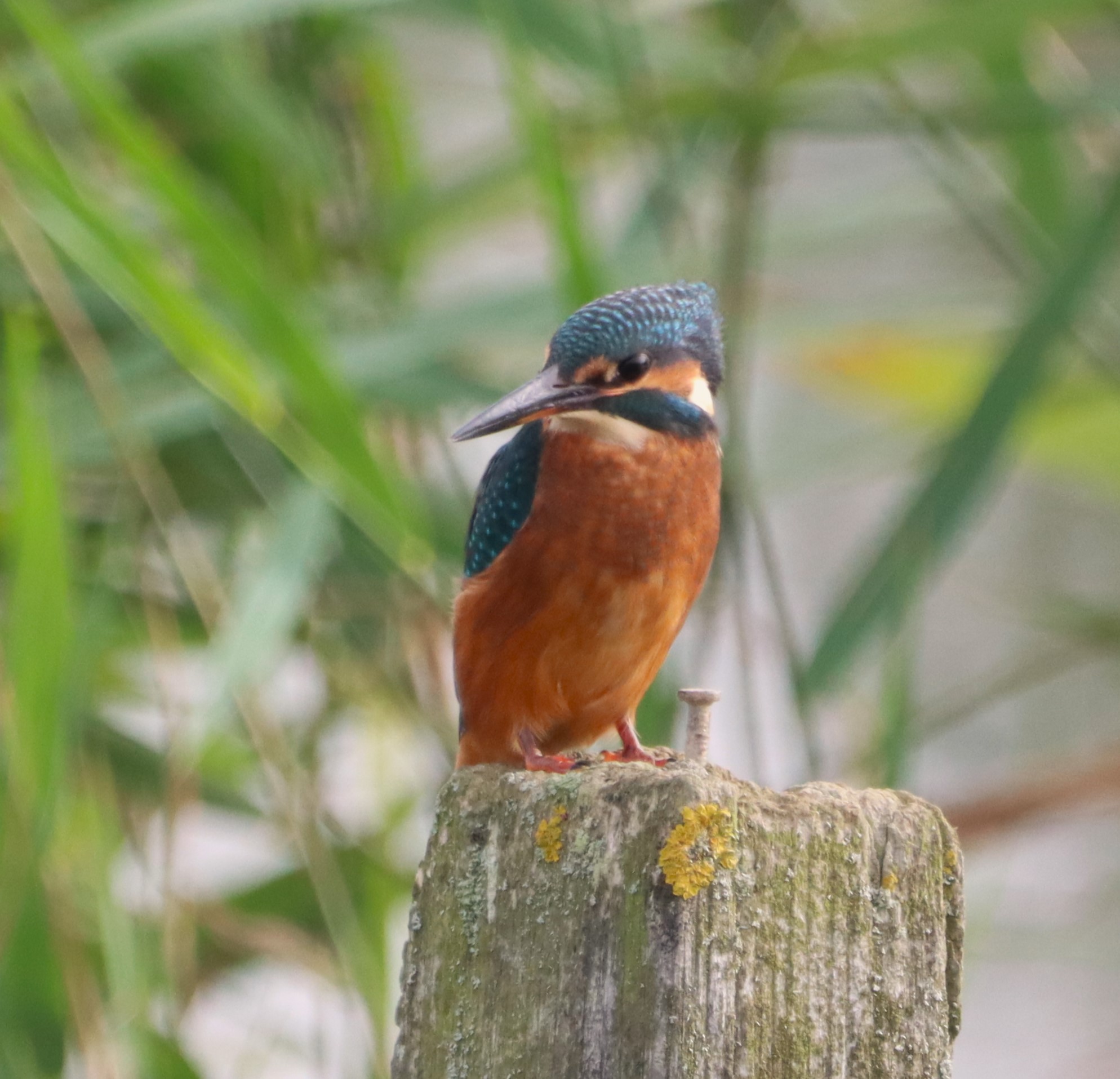 Kingfisher - 08-10-2023