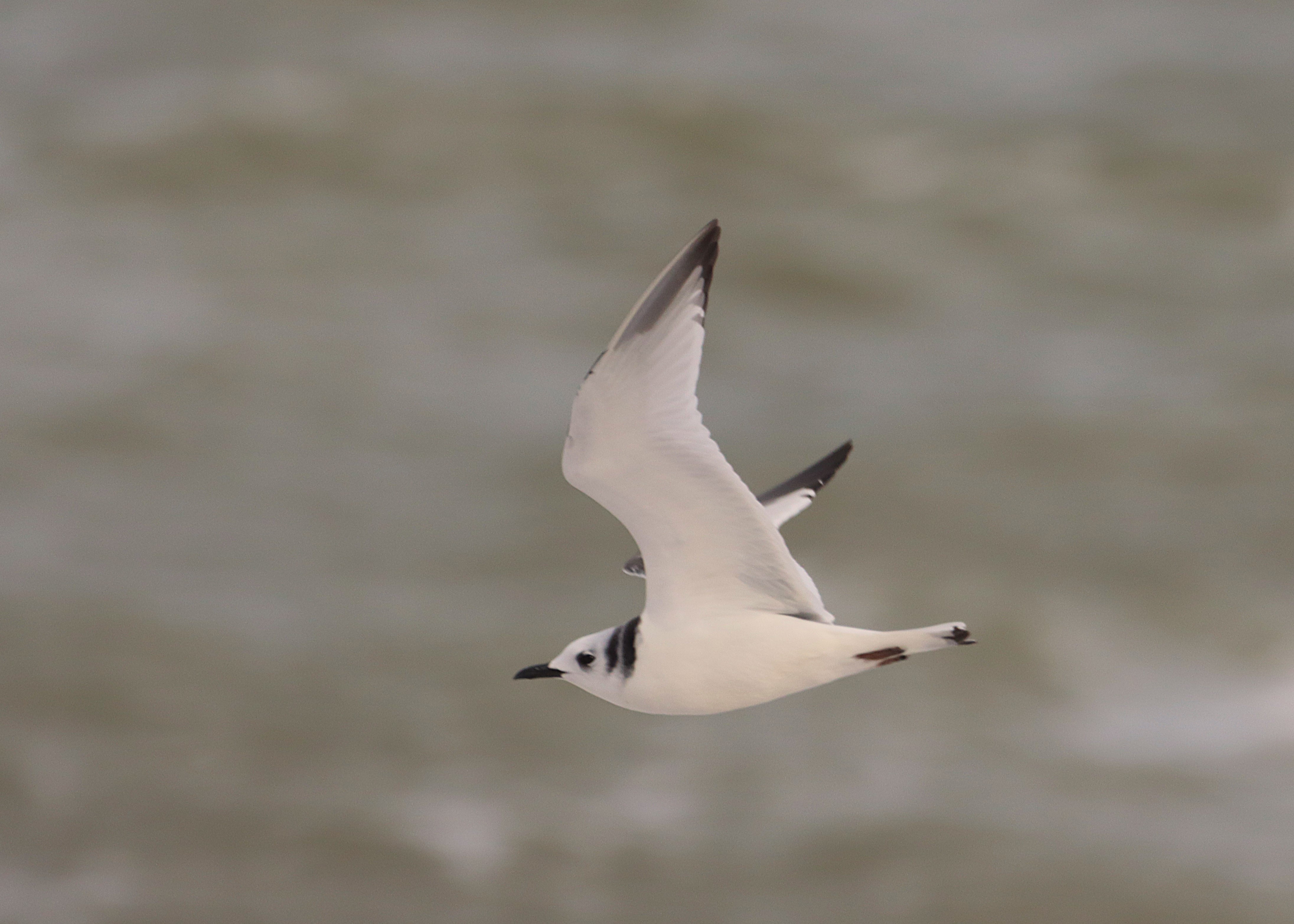 Kittiwake - 19-11-2024