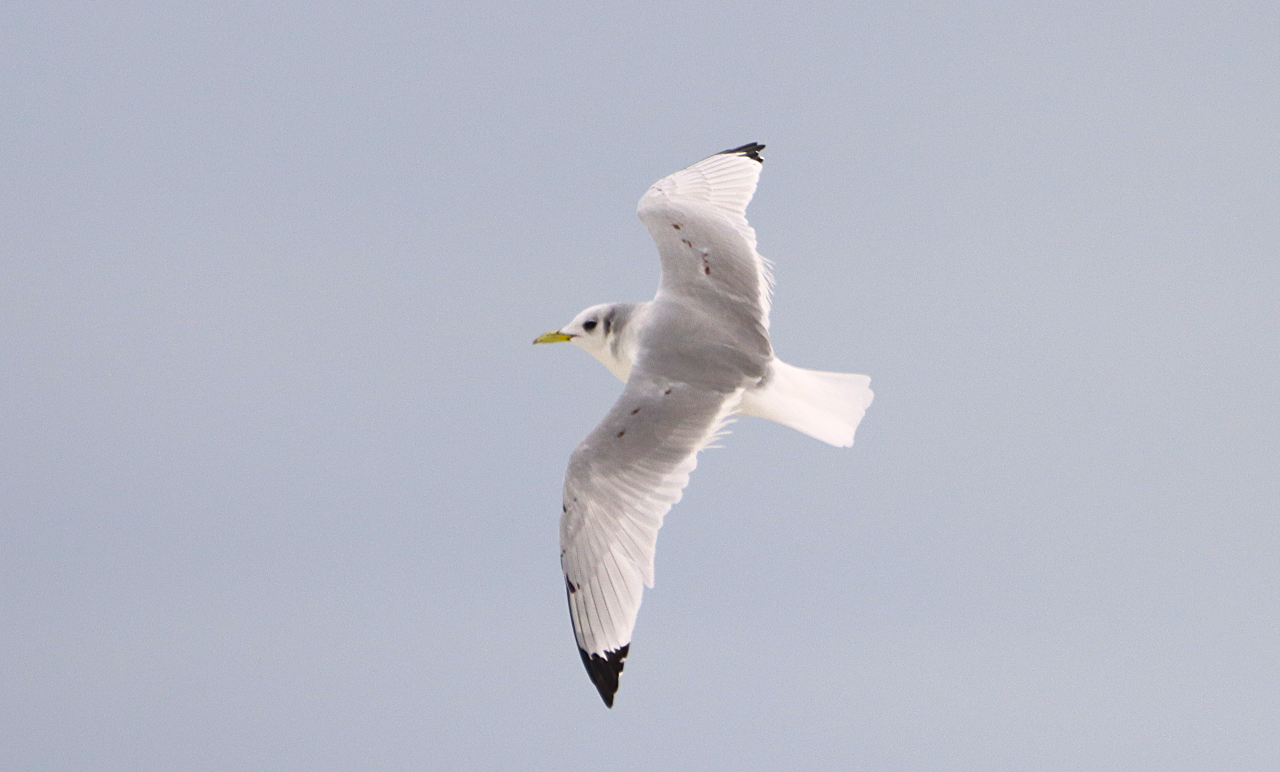 Kittiwake - 19-11-2024