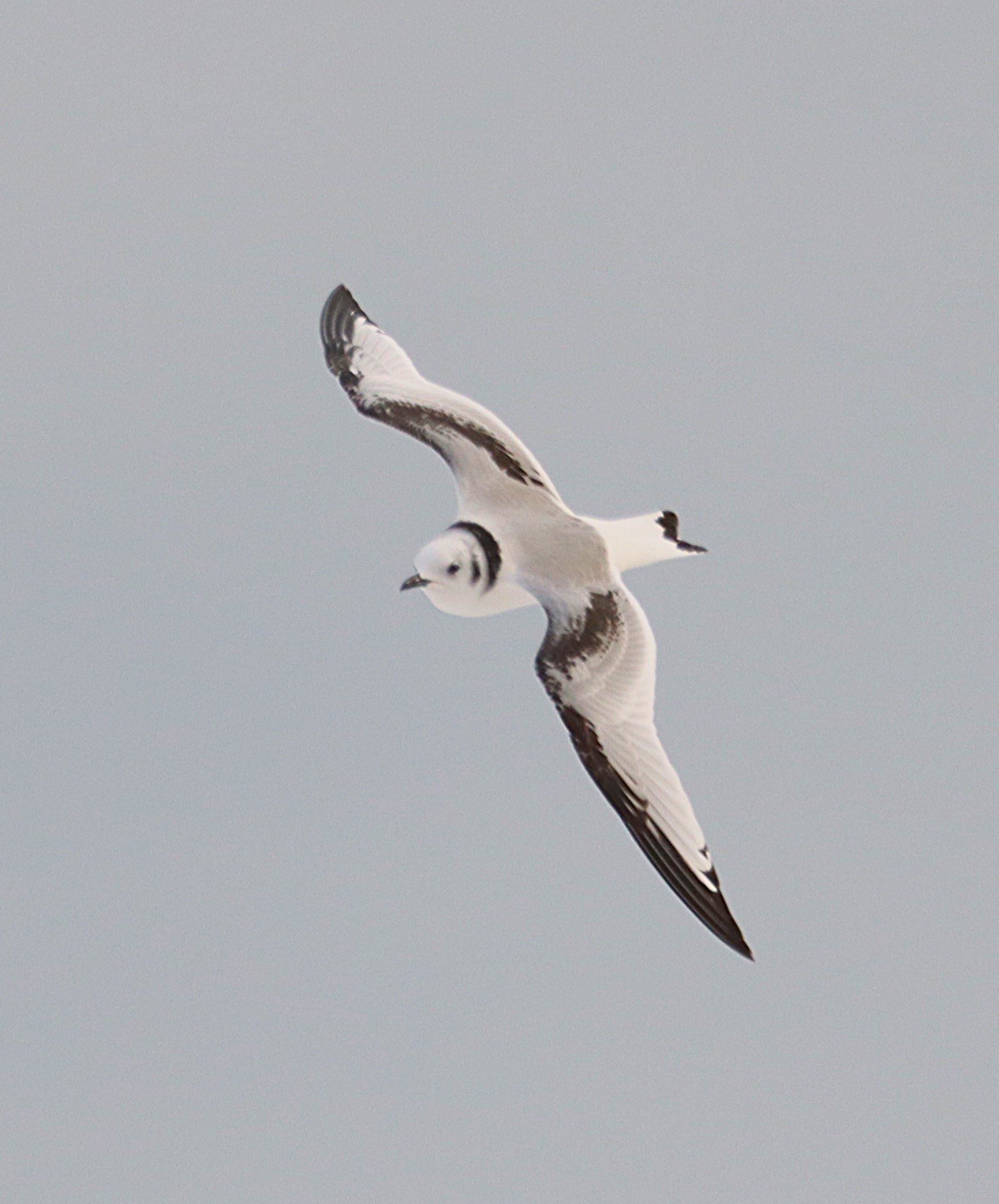 Kittiwake - 19-11-2024