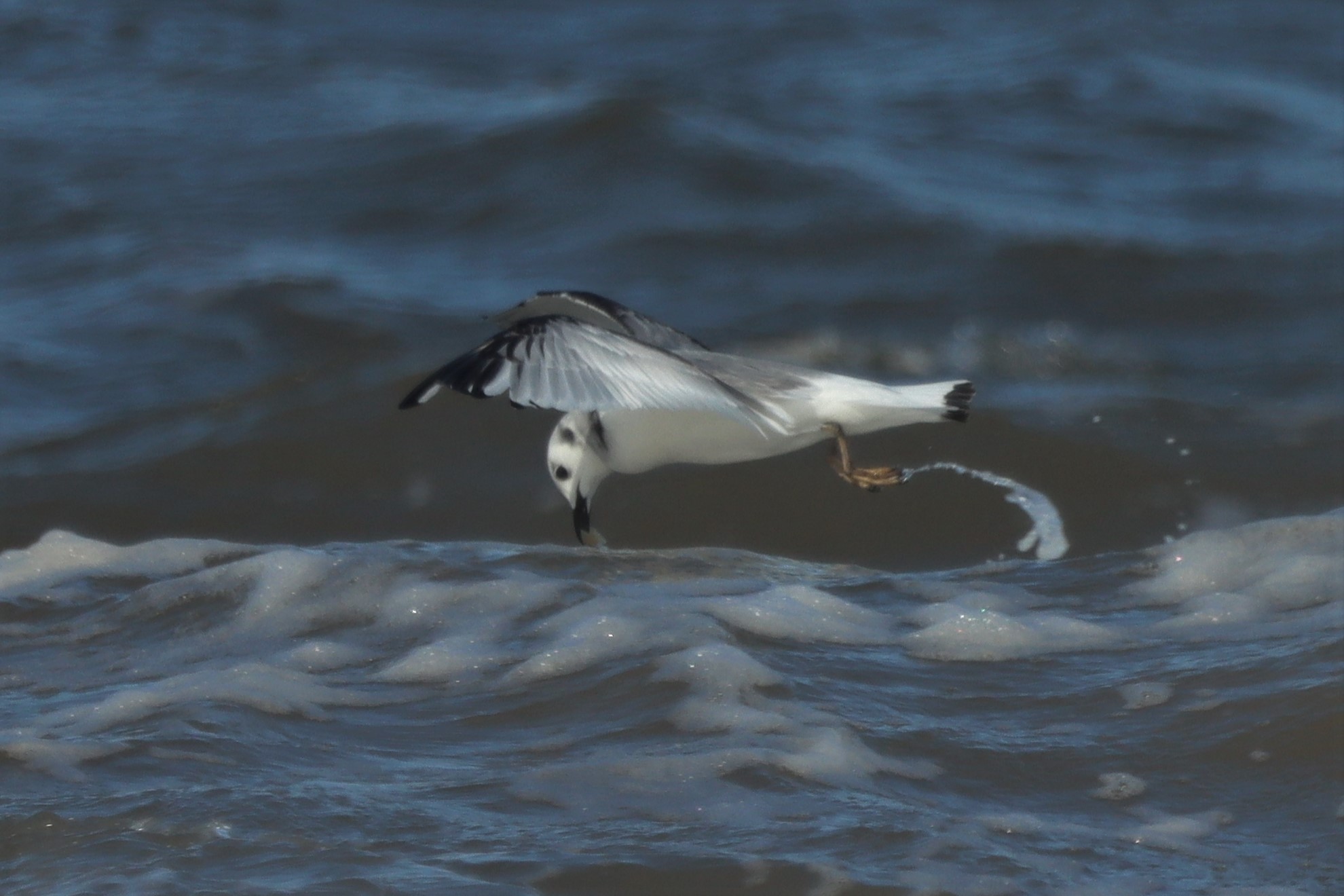 Kittiwake - 07-04-2021