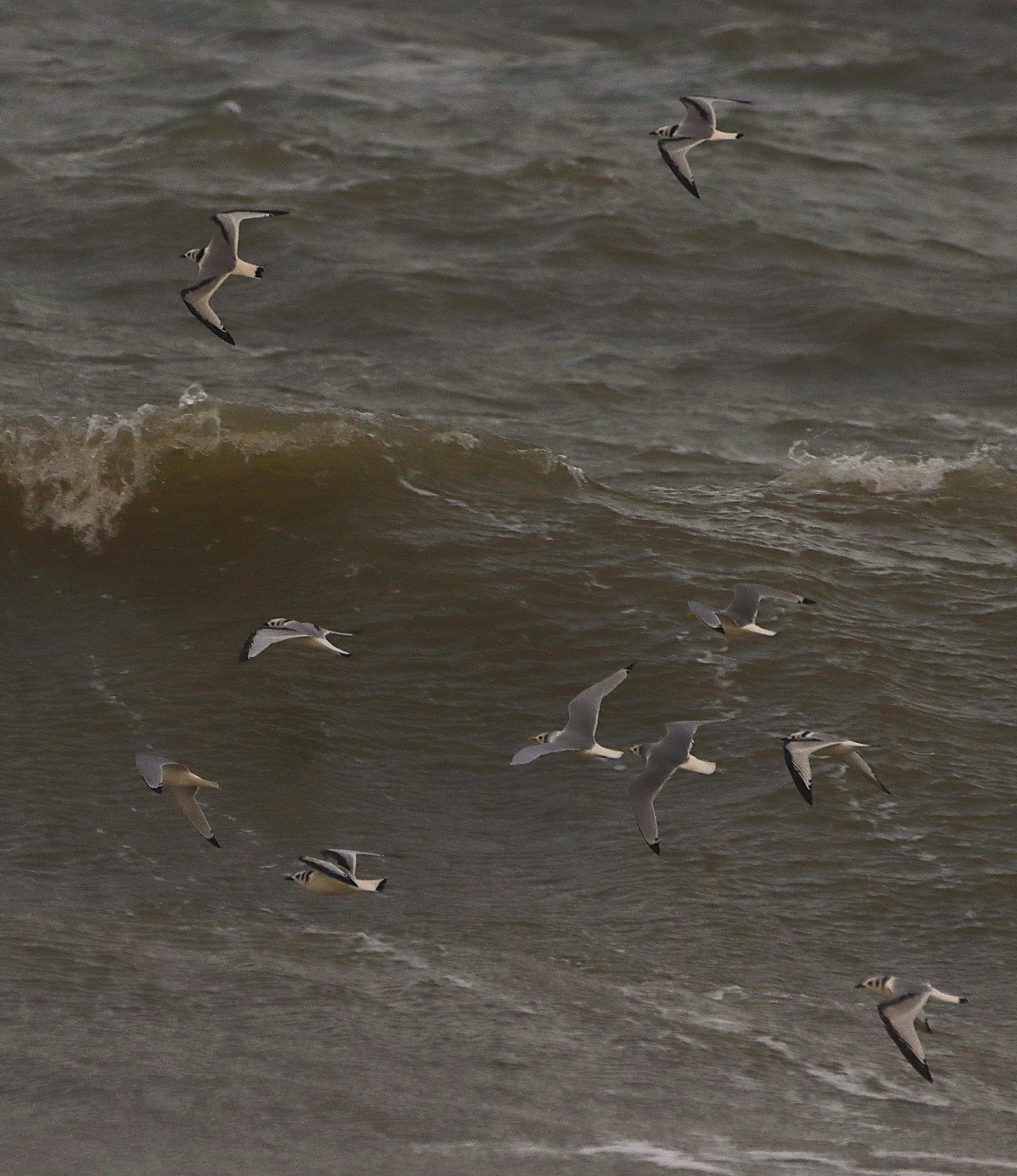 Kittiwake - 19-11-2024