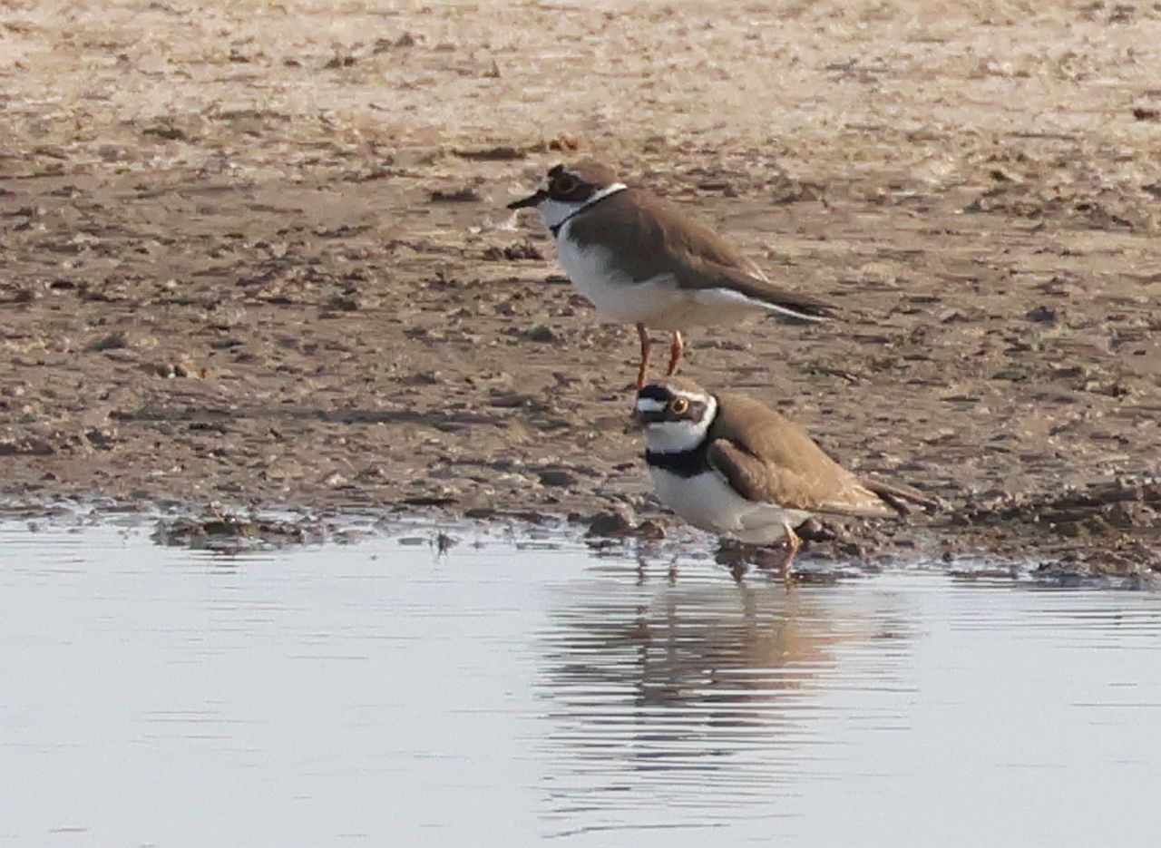 Little Ringed Plover - 08-04-2026