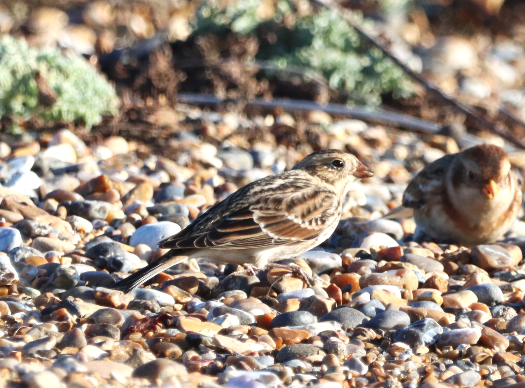 Lapland Bunting - 24-01-2023