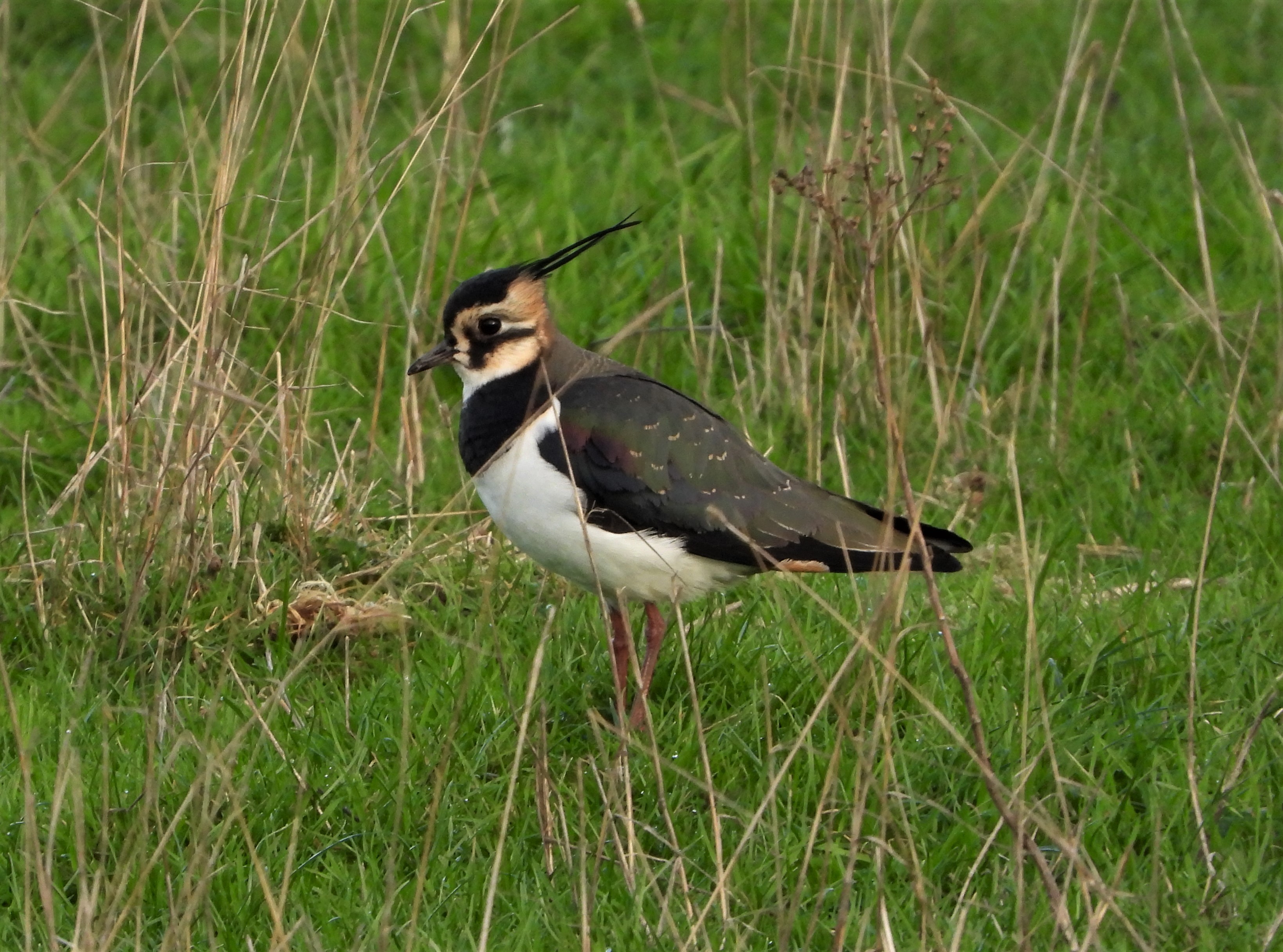 Lapwing - 14-12-2022