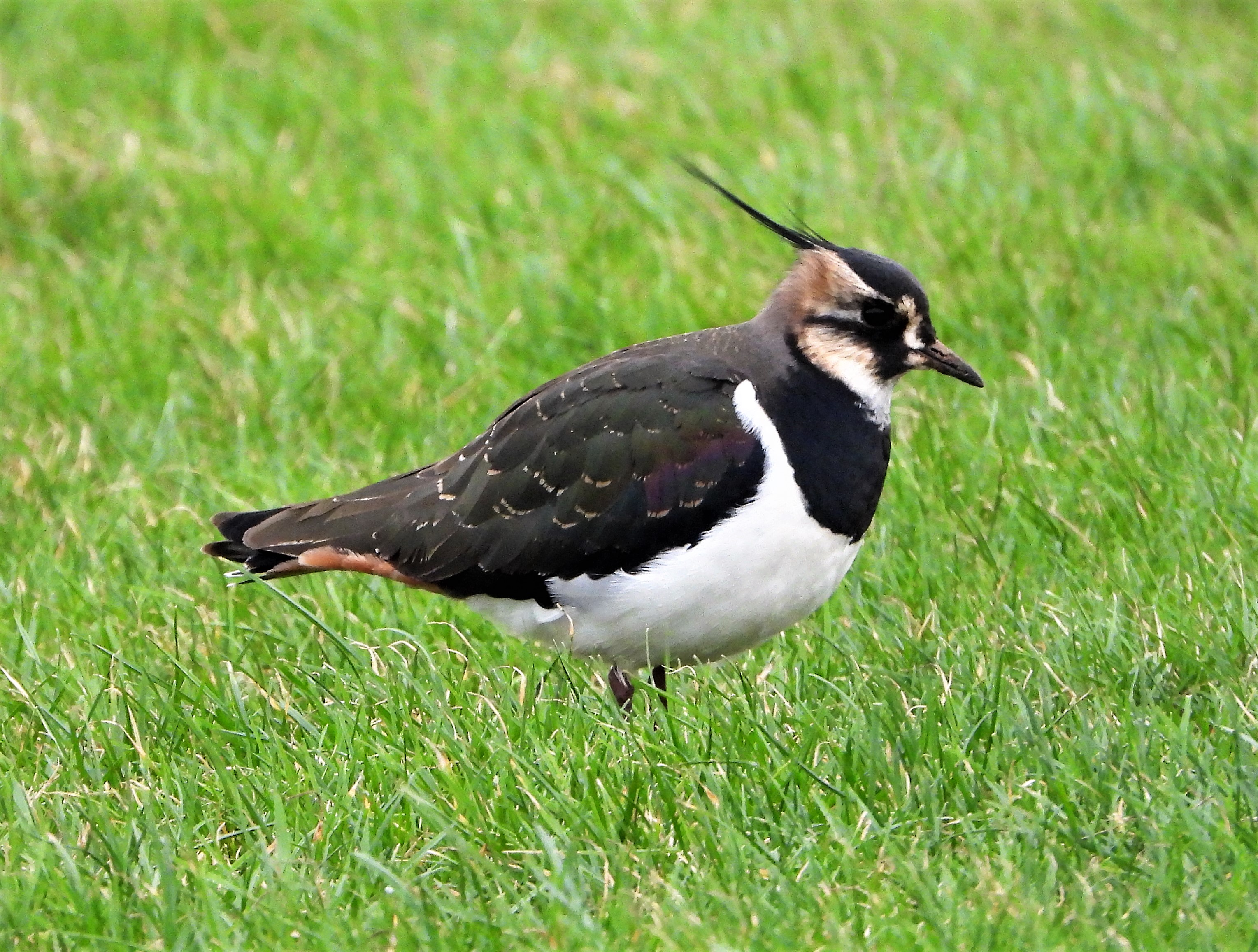 Lapwing - 05-01-2022