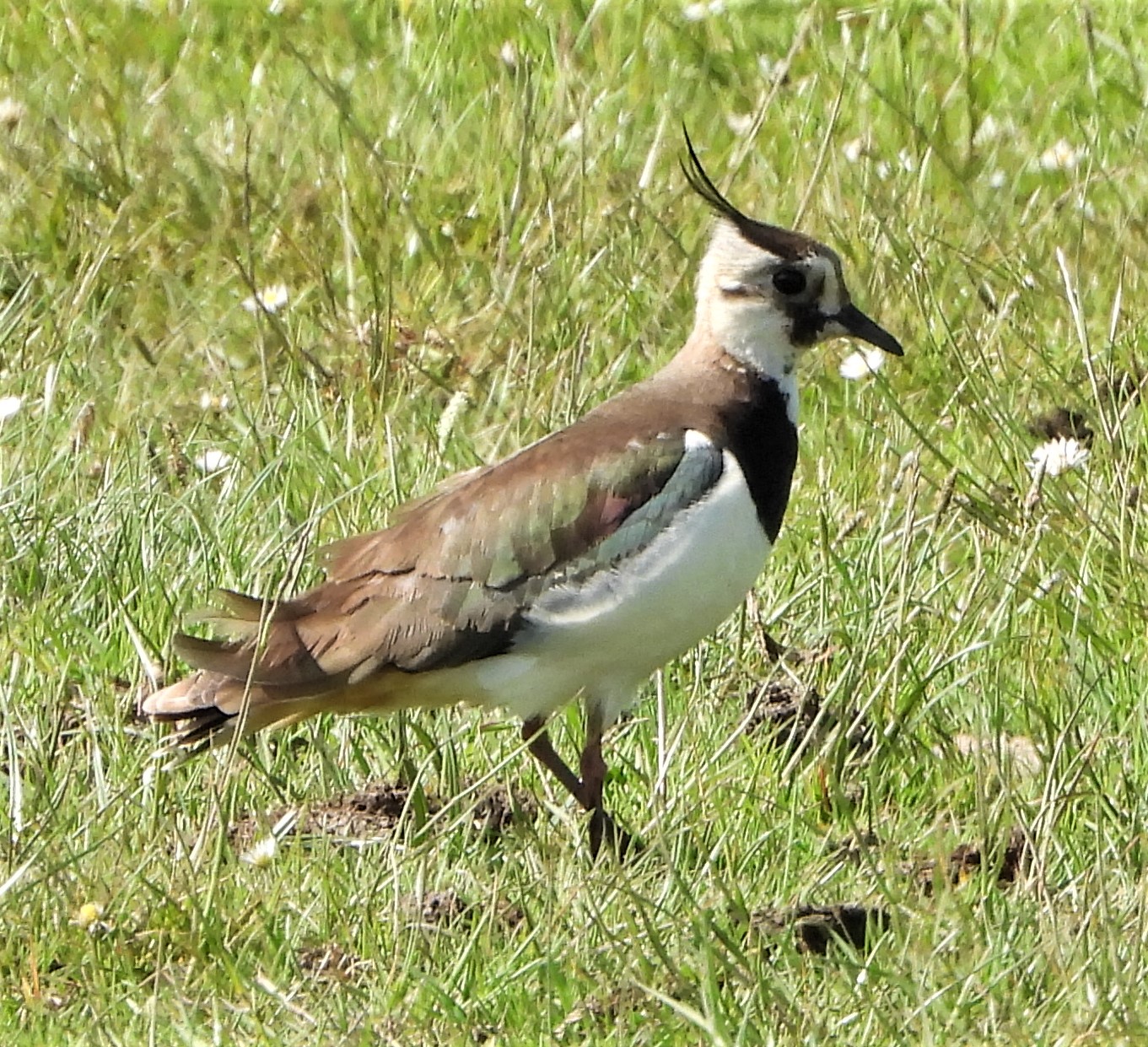 Lapwing - 07-06-2021