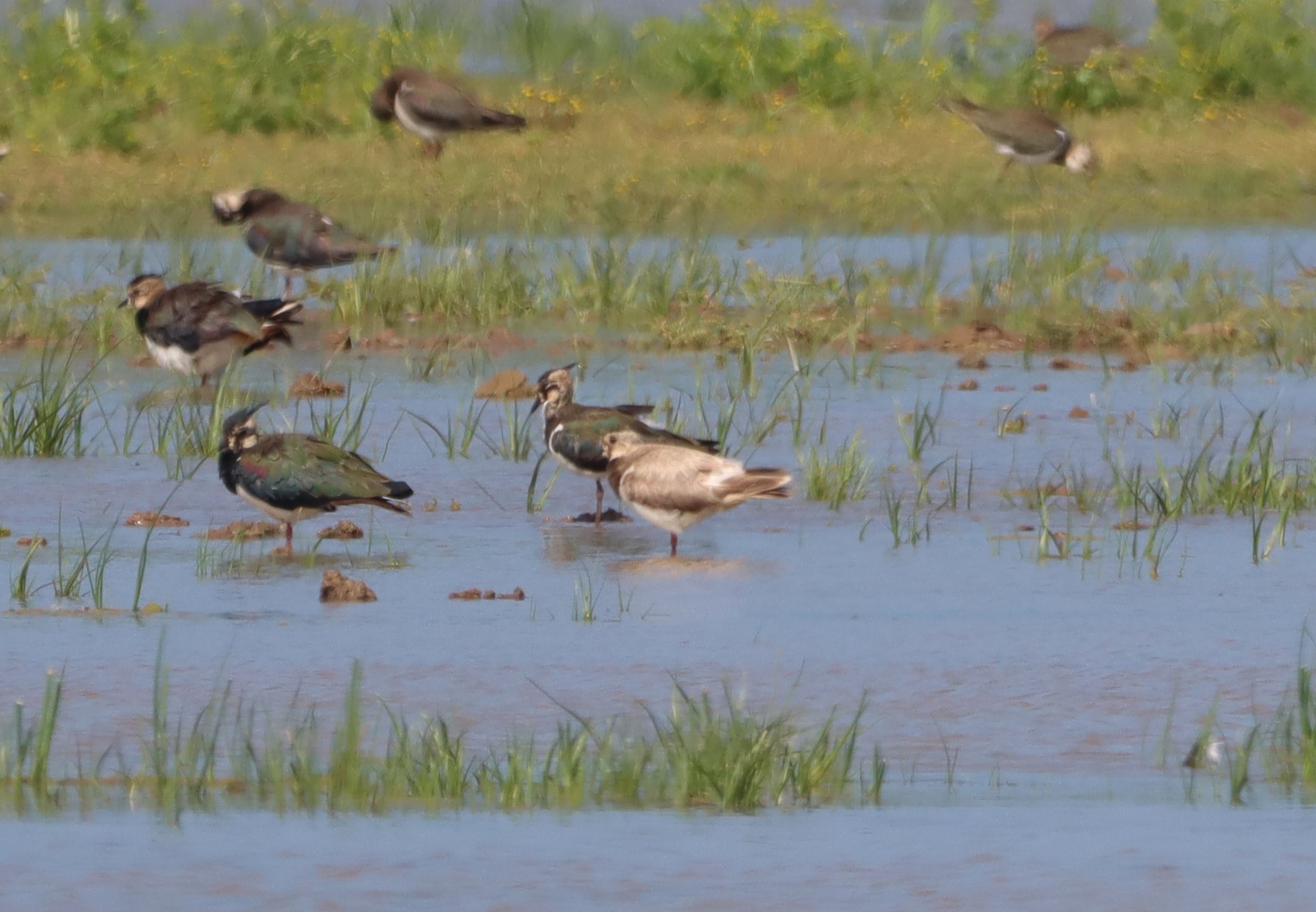 Lapwing - 25-07-2025