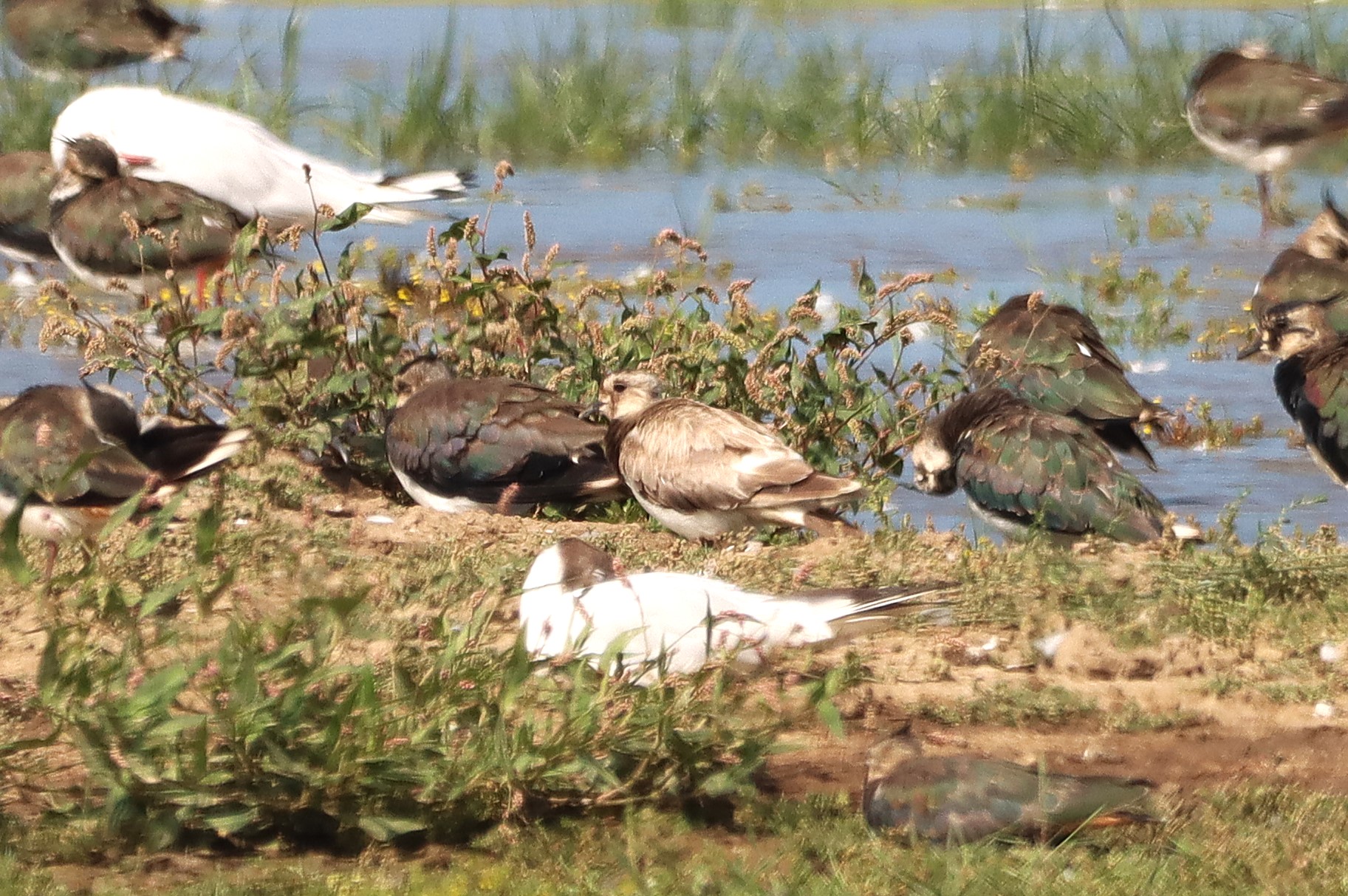 Lapwing - 25-07-2025