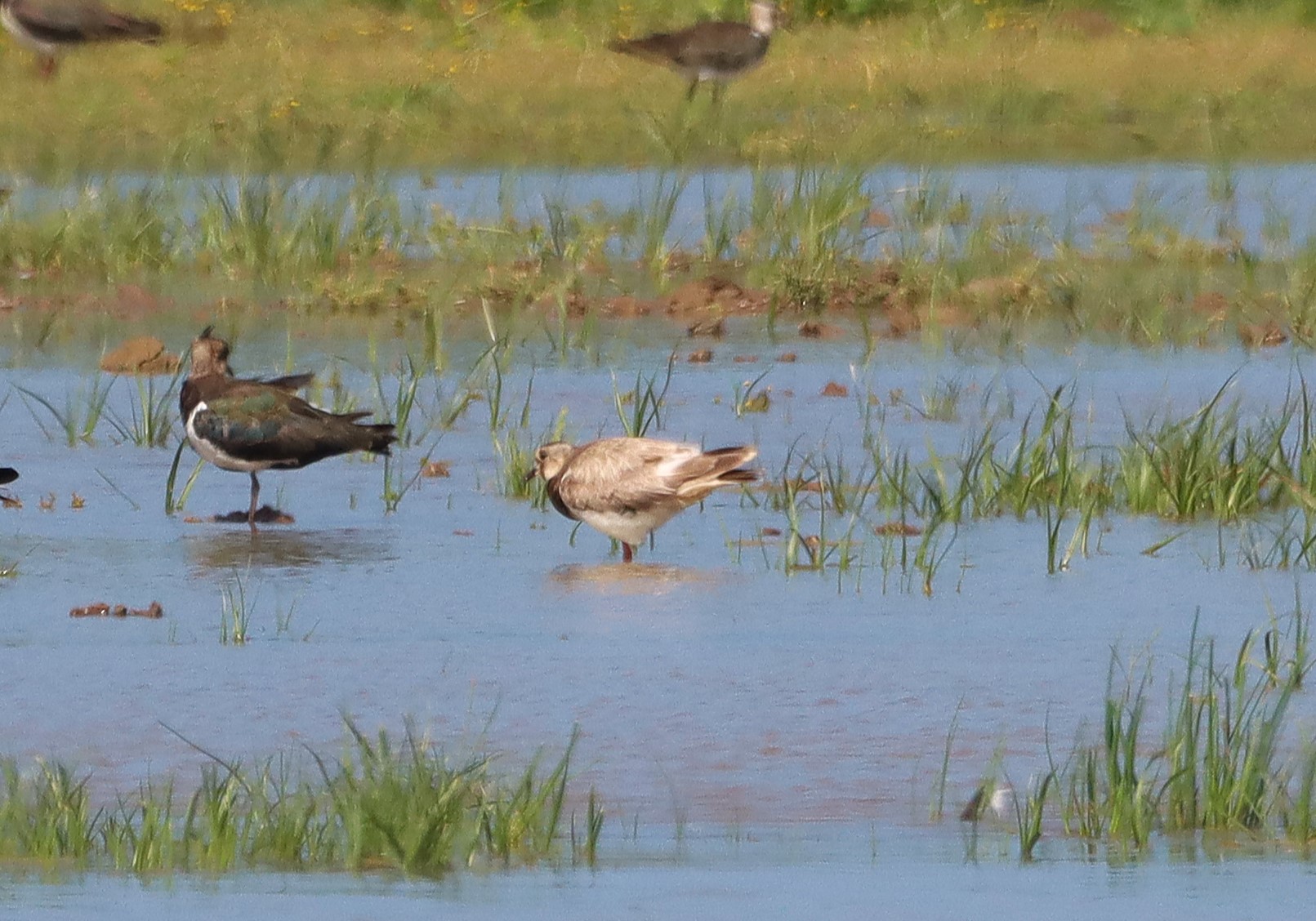 Lapwing - 25-07-2025