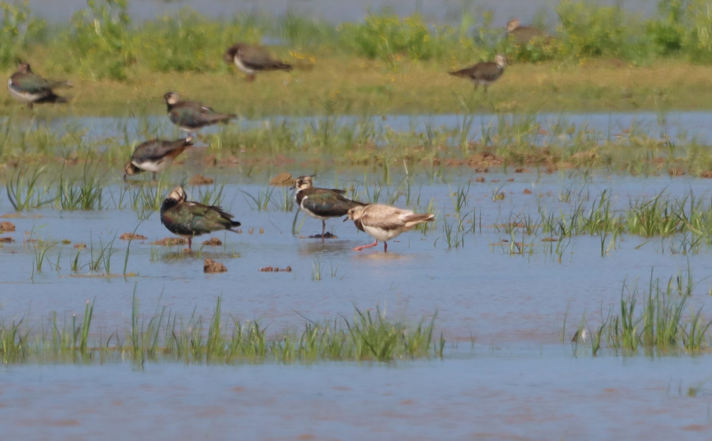 Lapwing - 25-07-2025