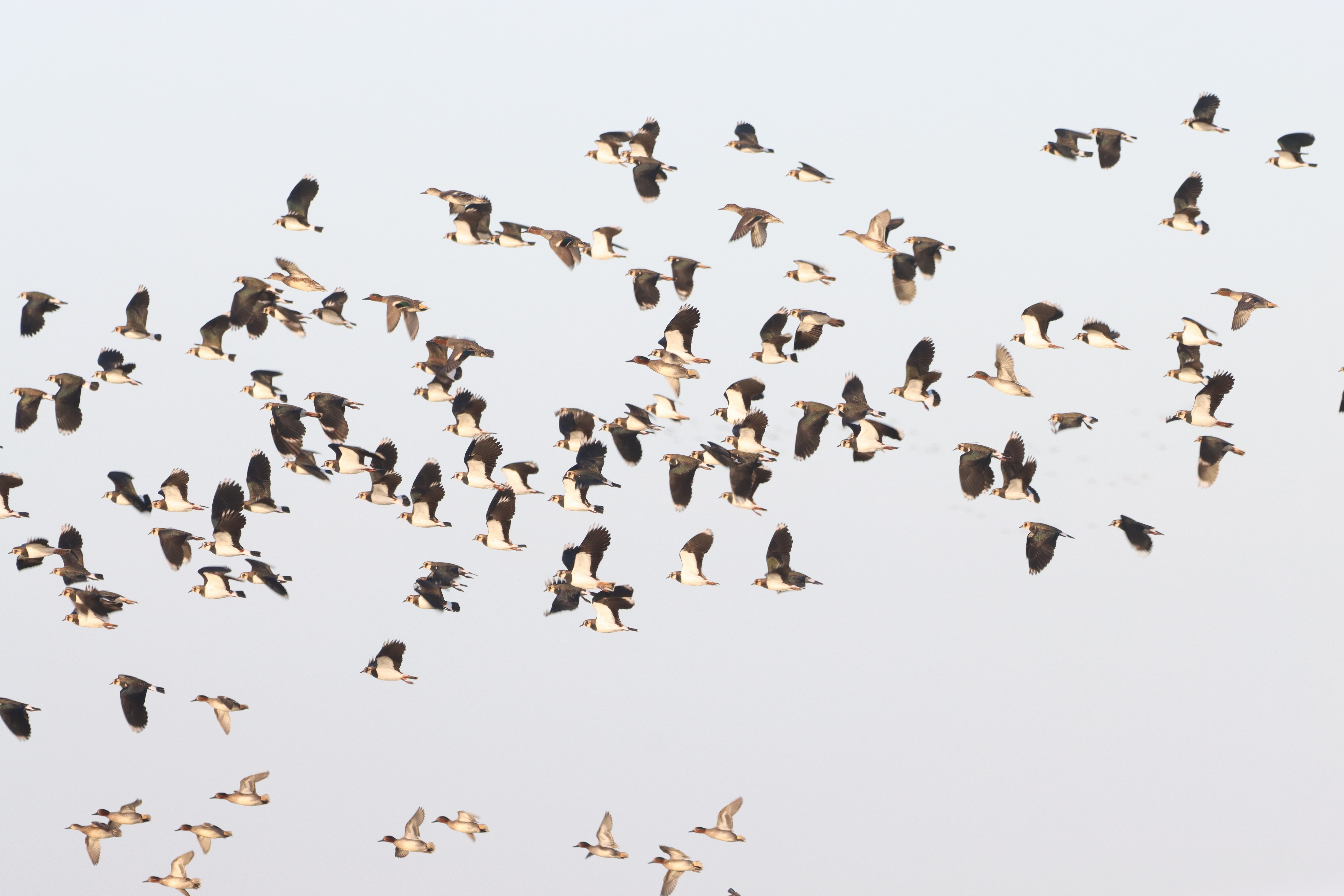 Lapwing - 10-12-2025