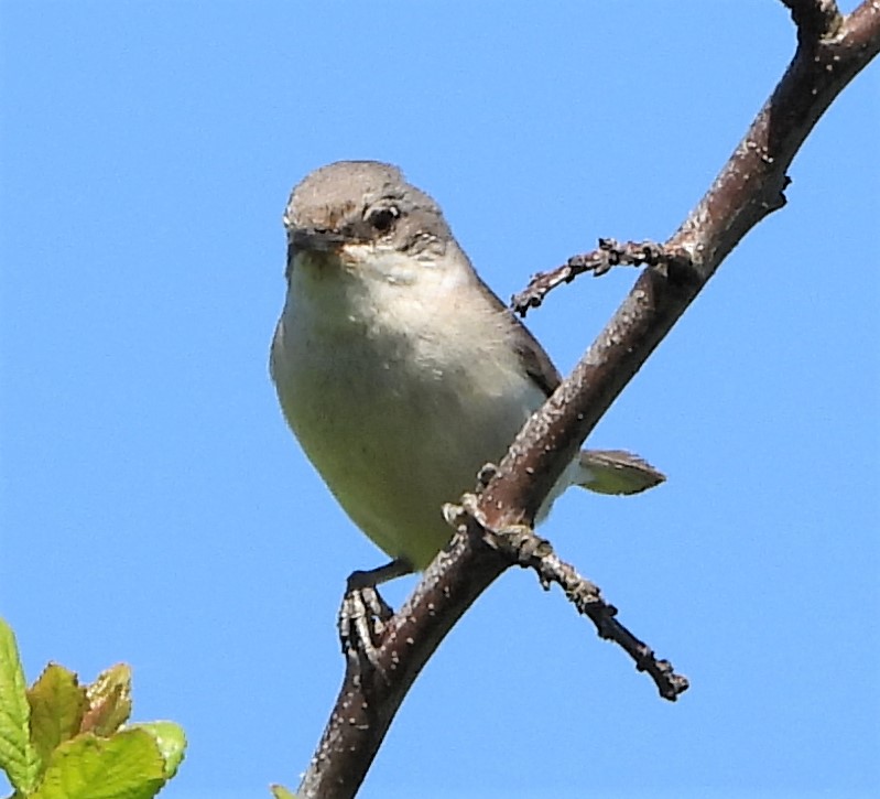 Lesser Whitethroat - 09-06-2021