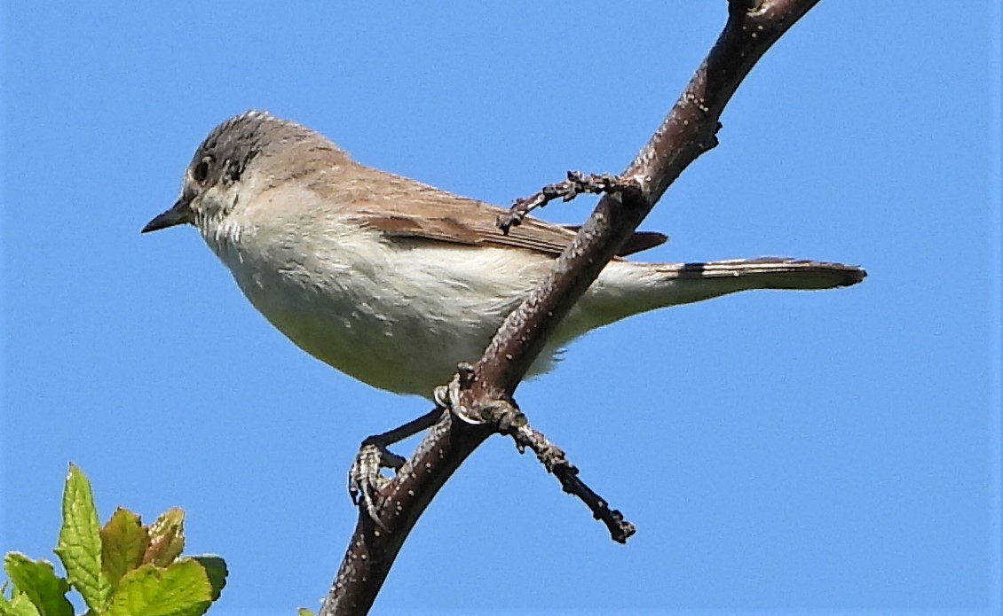 Lesser Whitethroat - 09-06-2021