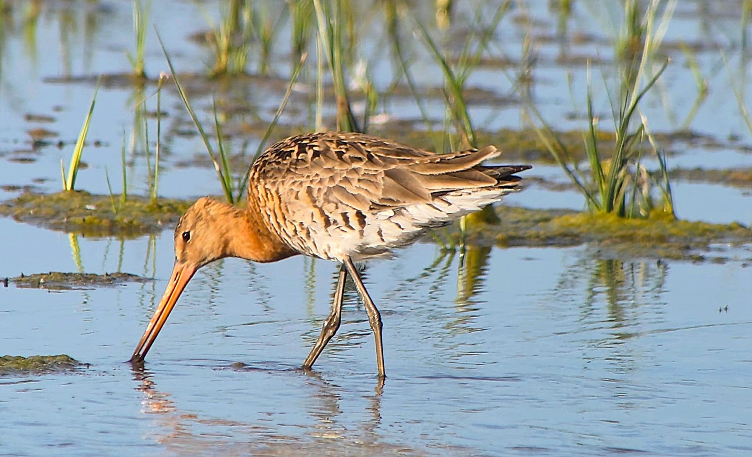 Black-tailed Godwit (European) - 21-06-2026