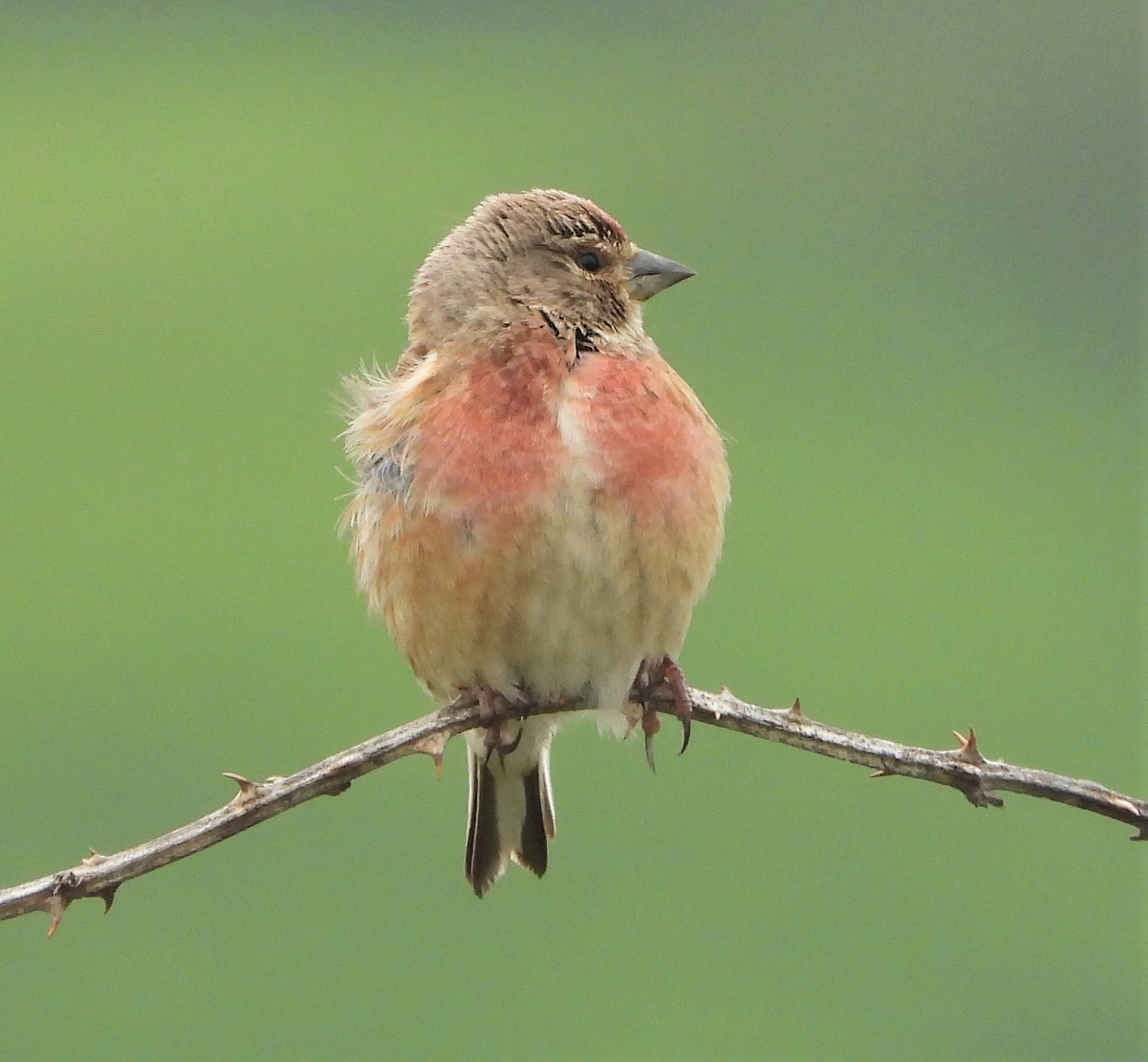 Linnet - 27-06-2021