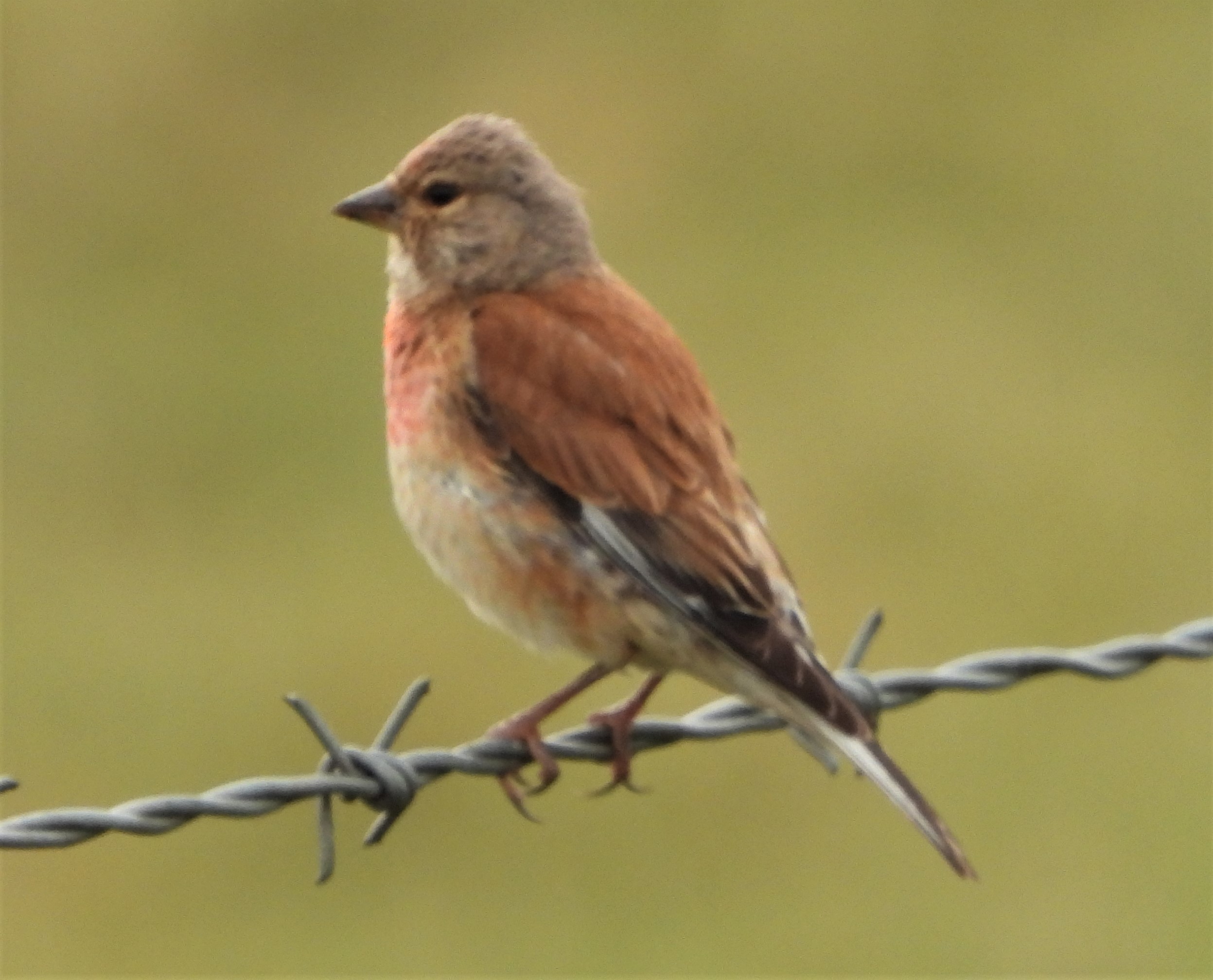 Linnet - 27-07-2021