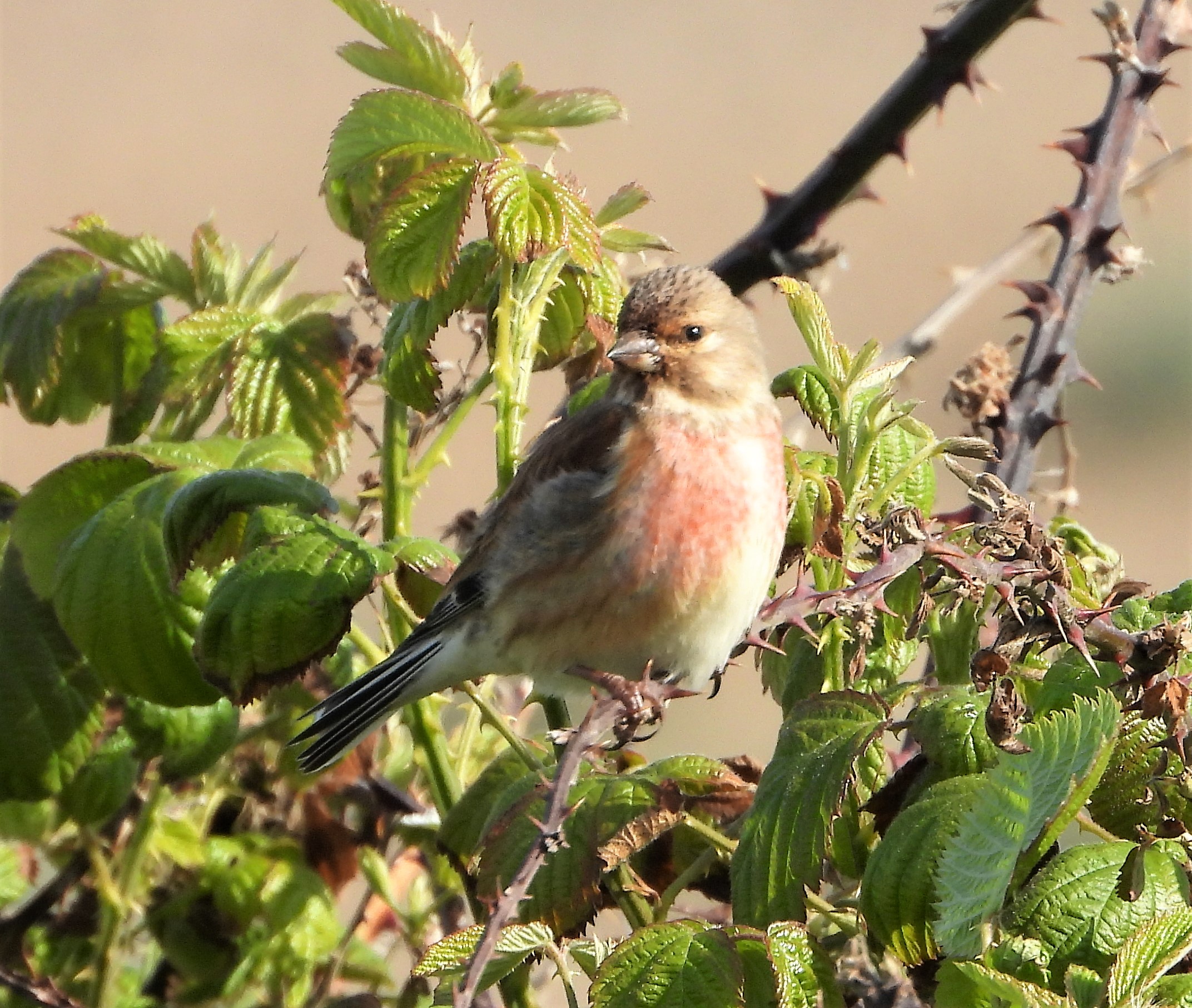 Linnet - 09-05-2022