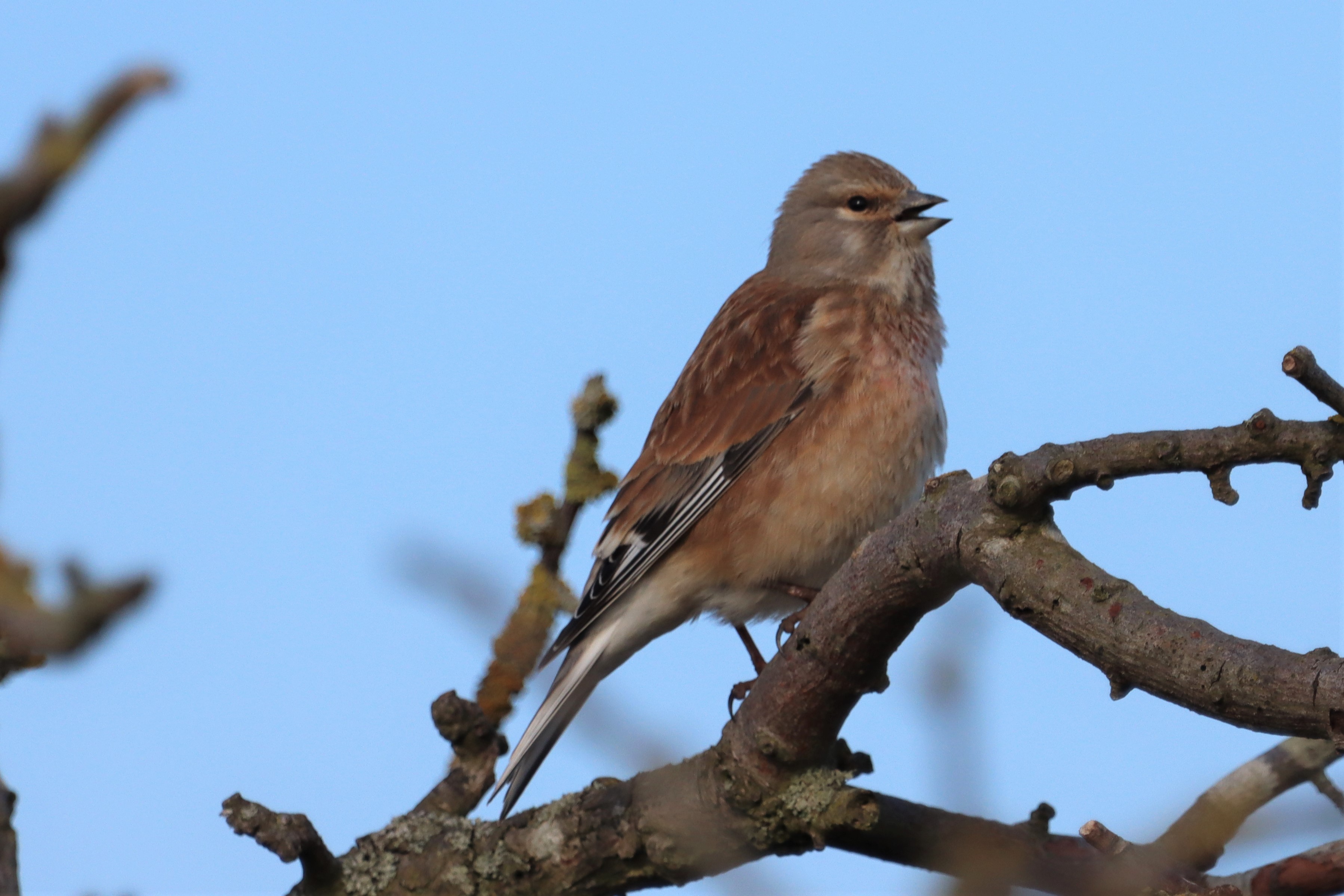 Linnet - 13-04-2021