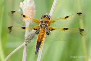 A dragonfly perched on a plant stem