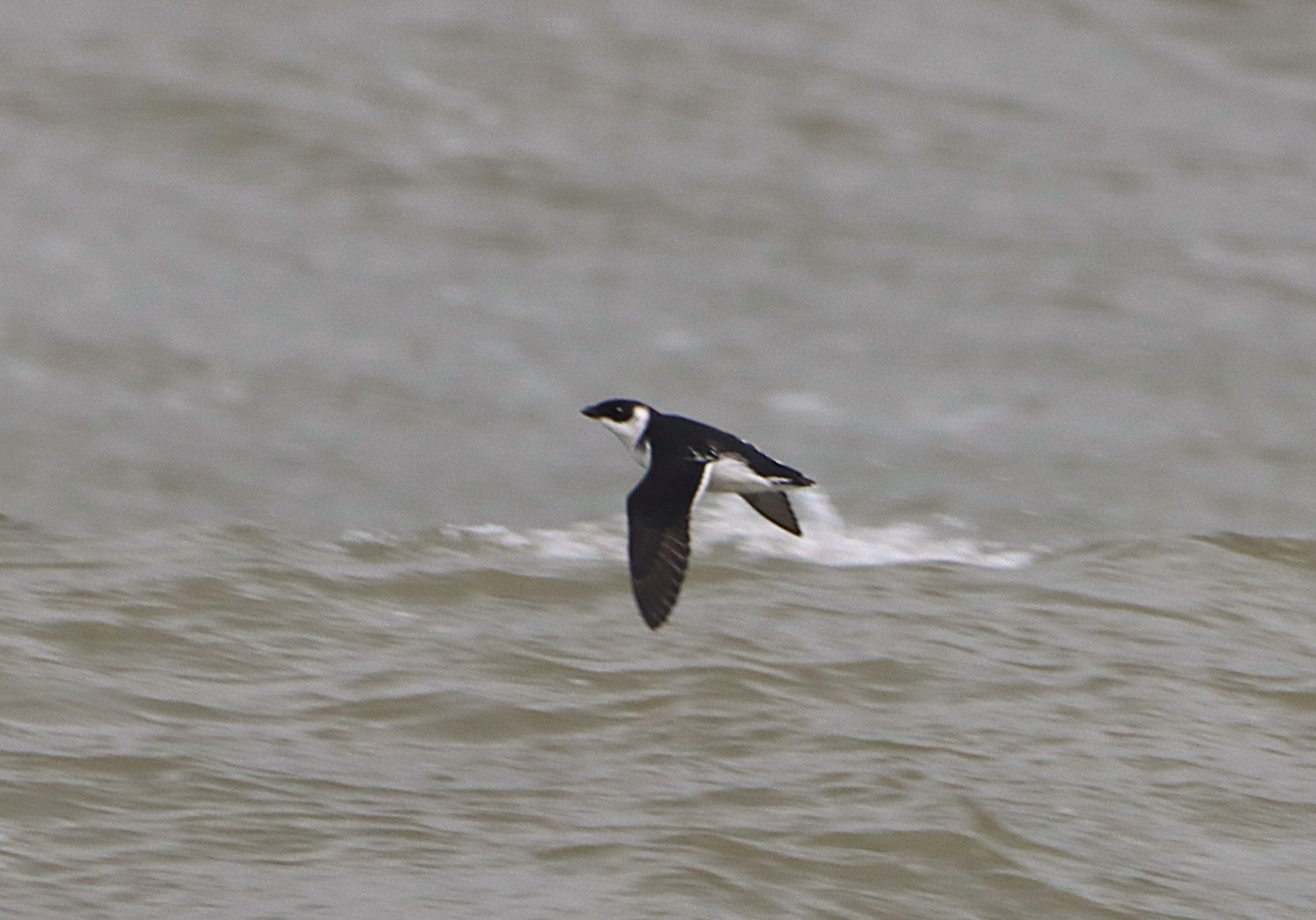 Little Auk - 19-11-2024