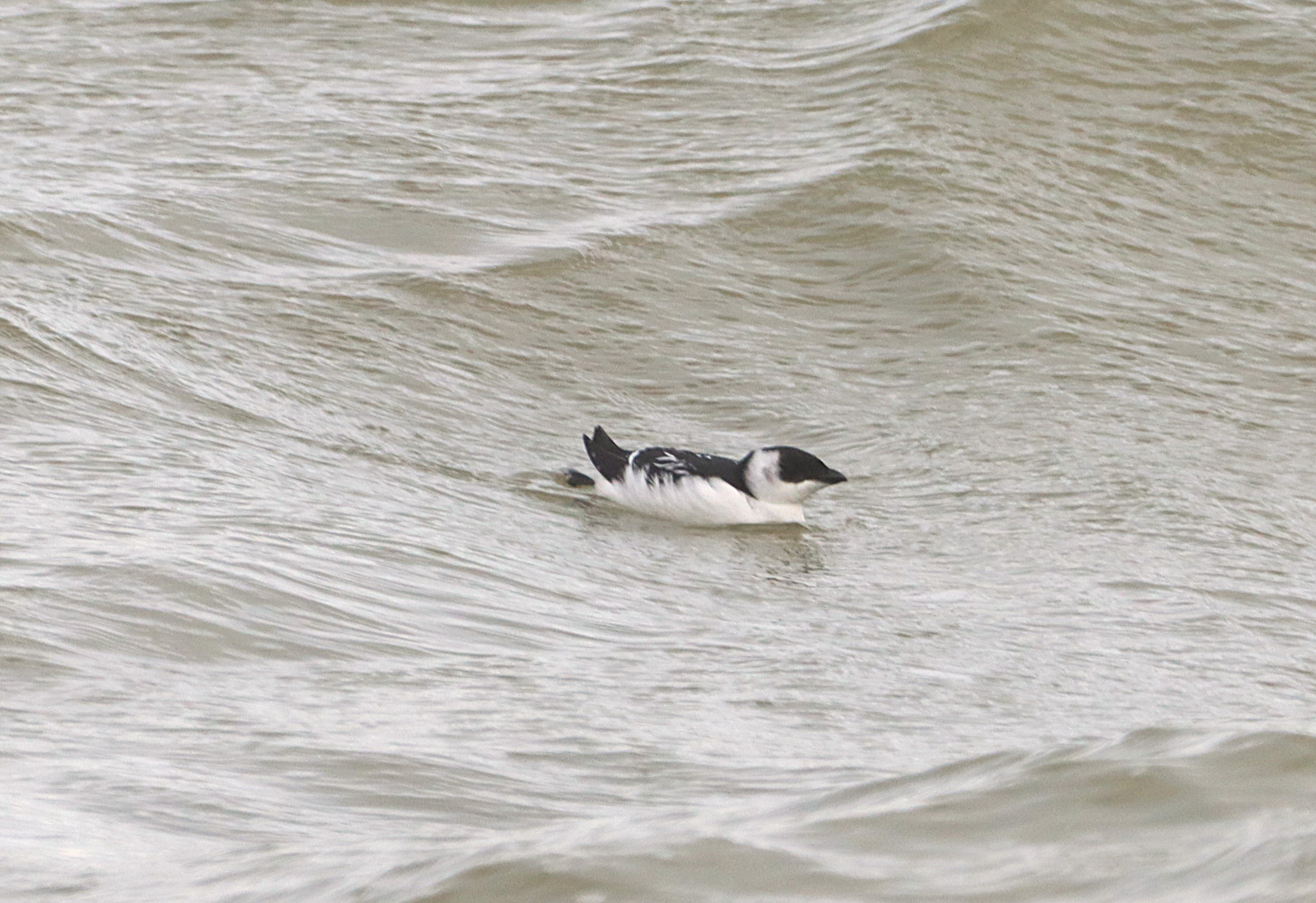 Little Auk - 19-11-2024