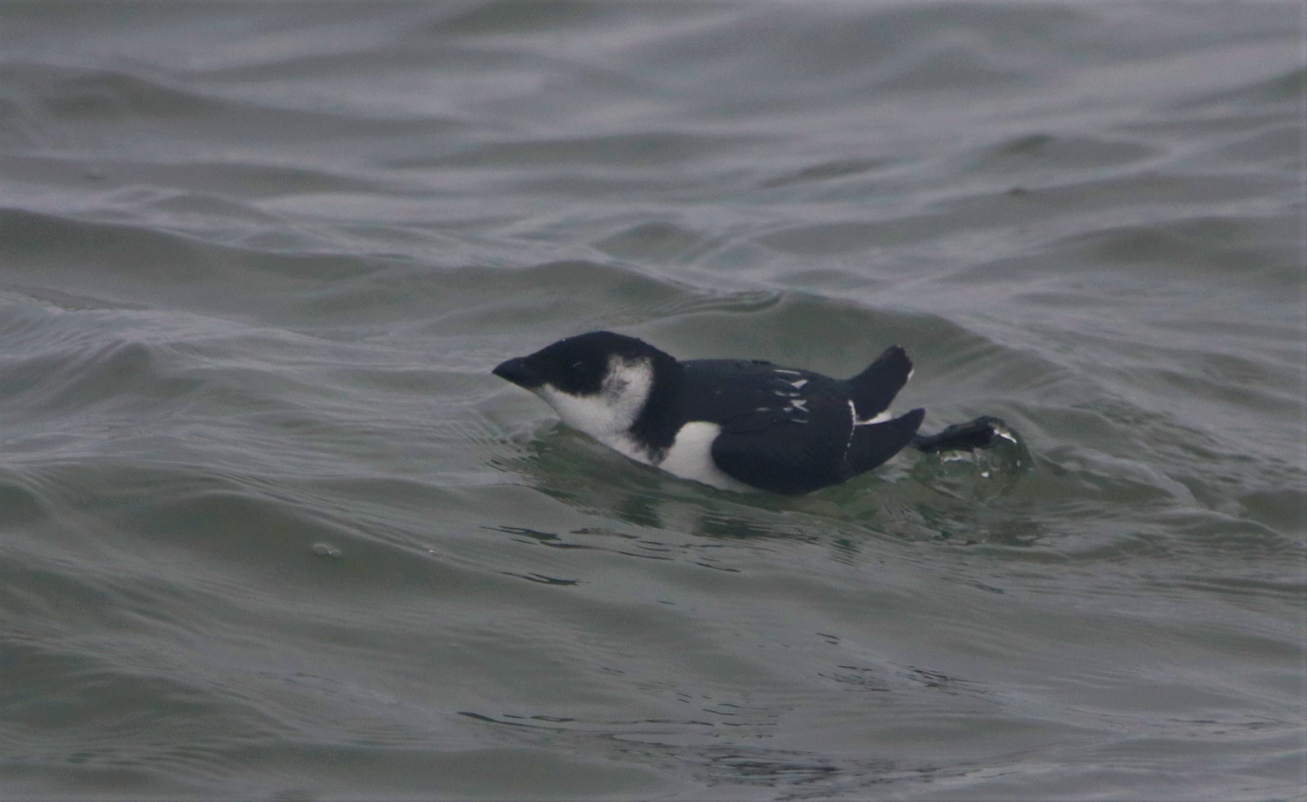 Little Auk - 06-11-2021