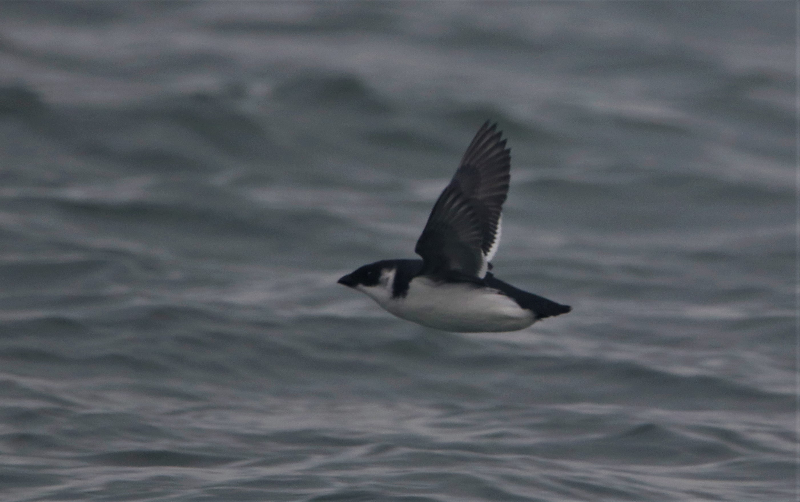 Little Auk - 06-11-2021