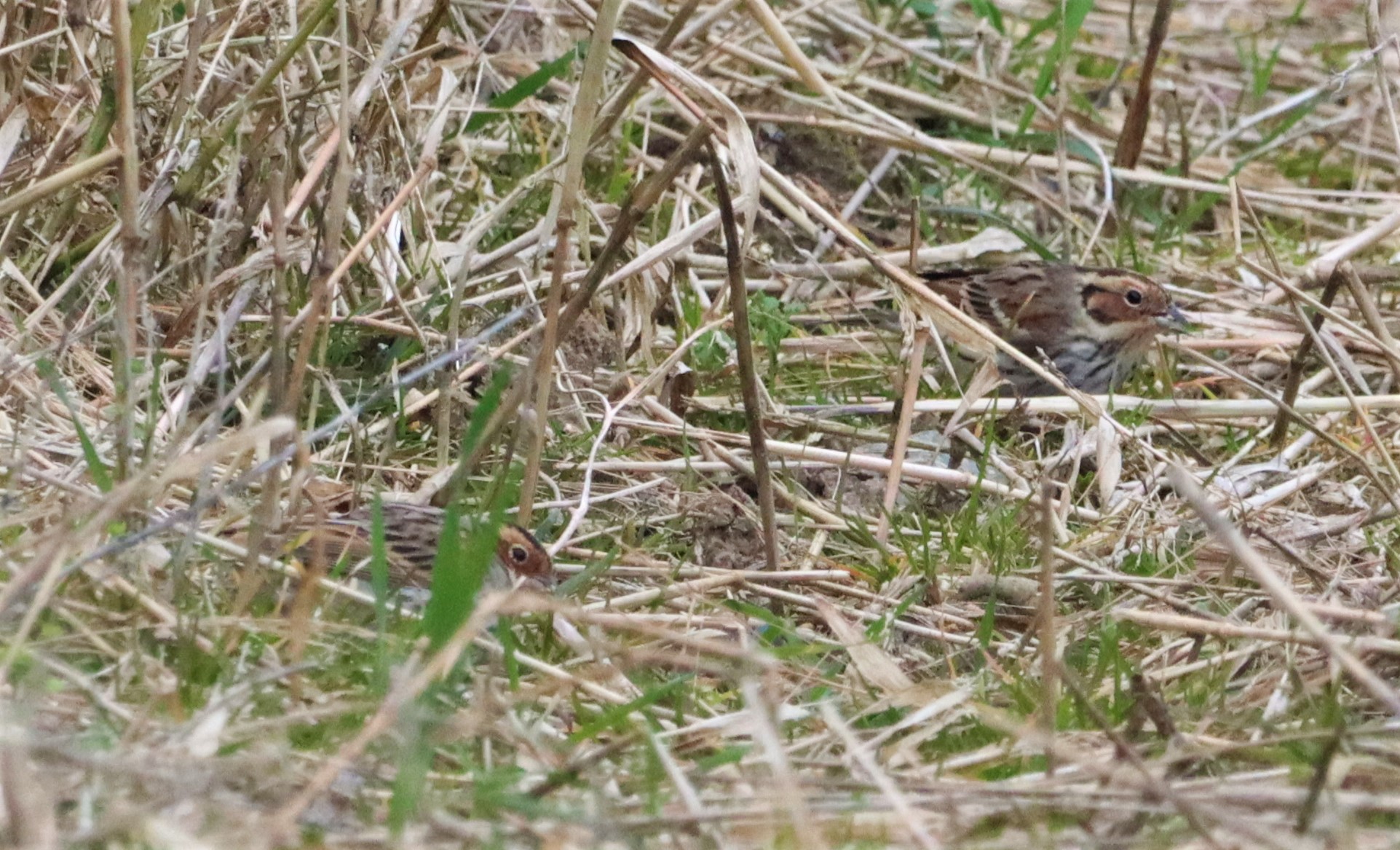 Little Bunting - 21-03-2022