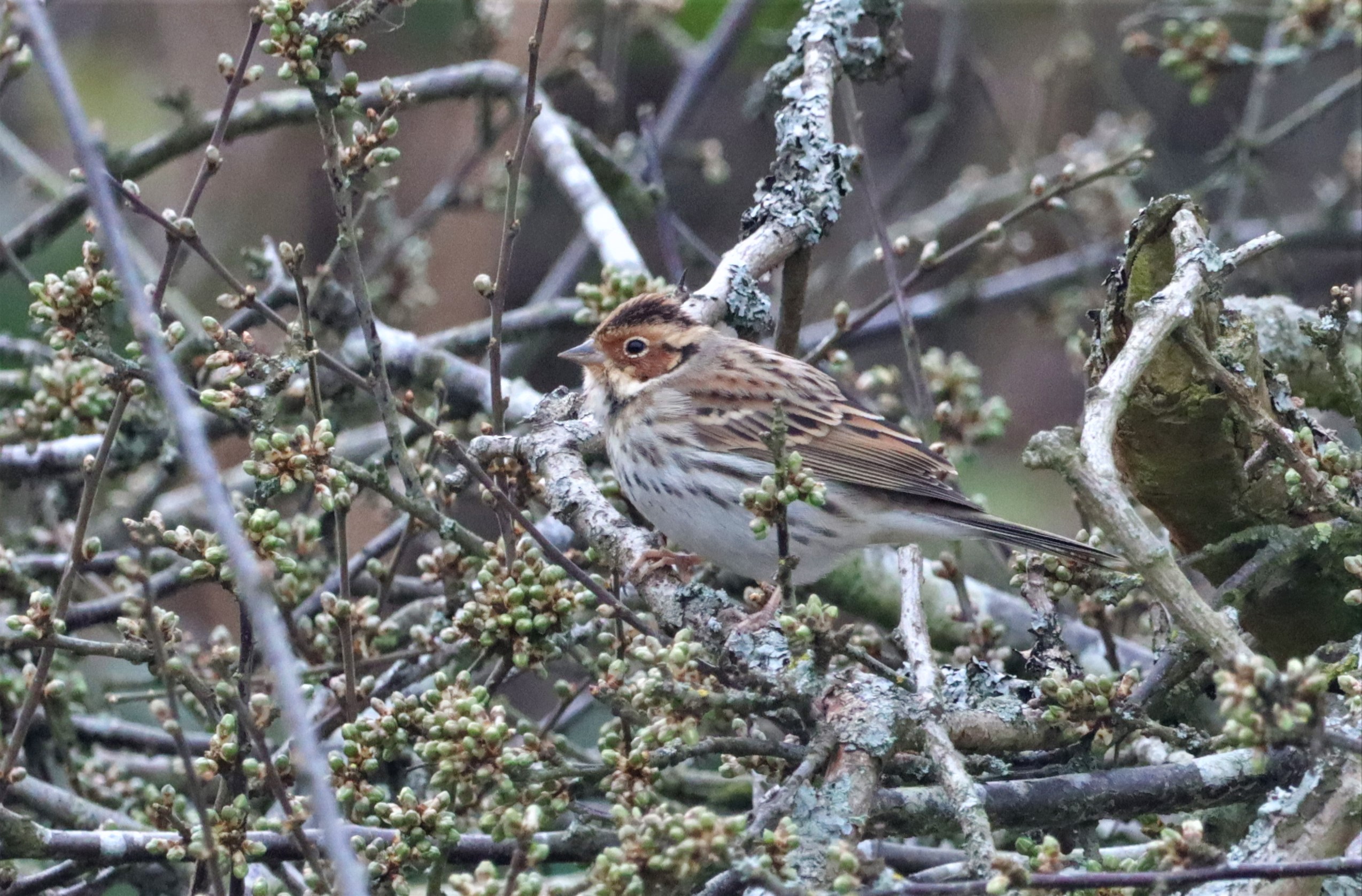 Little Bunting - 21-03-2022