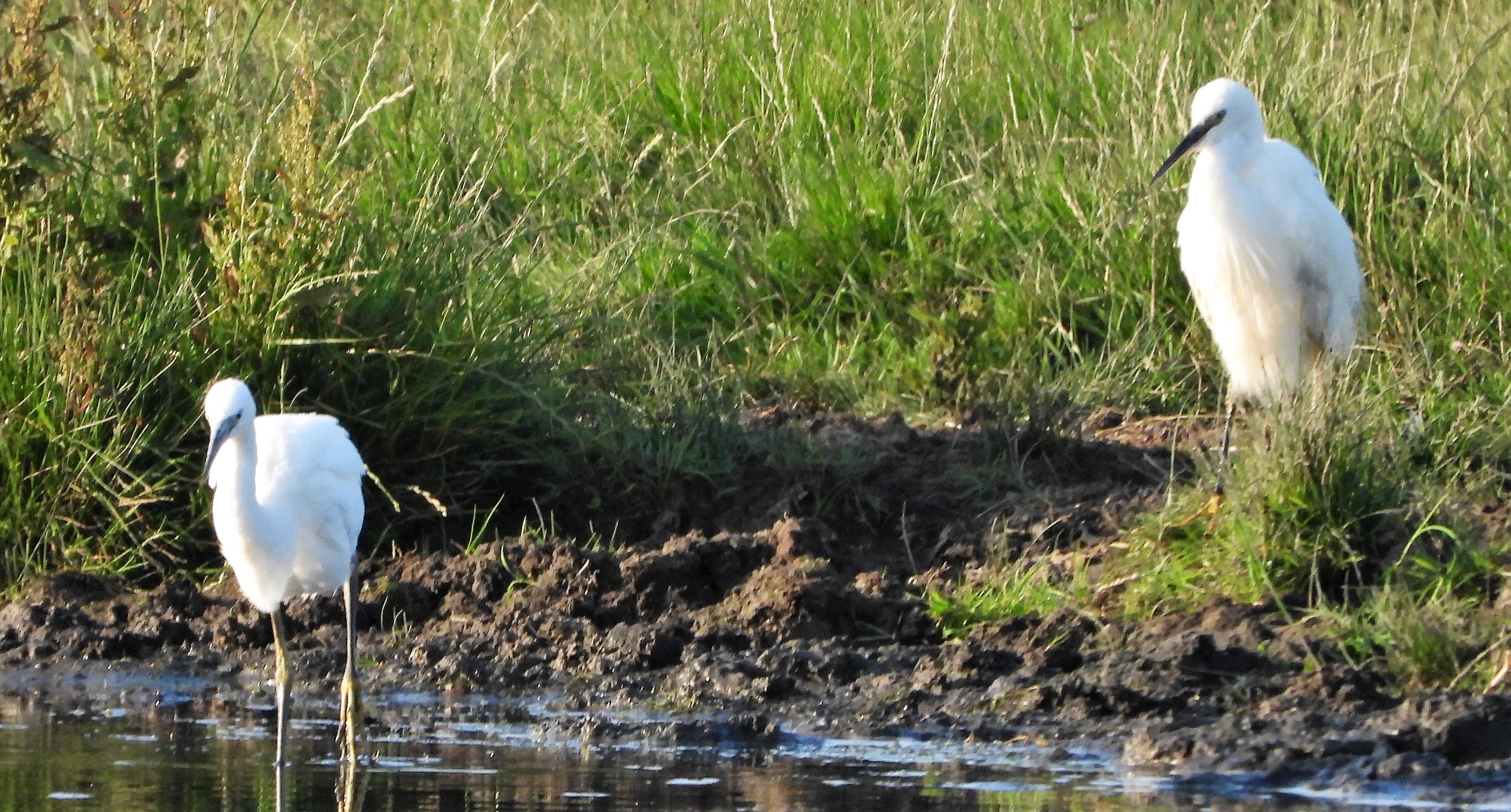 Little Egret - 18-07-2021