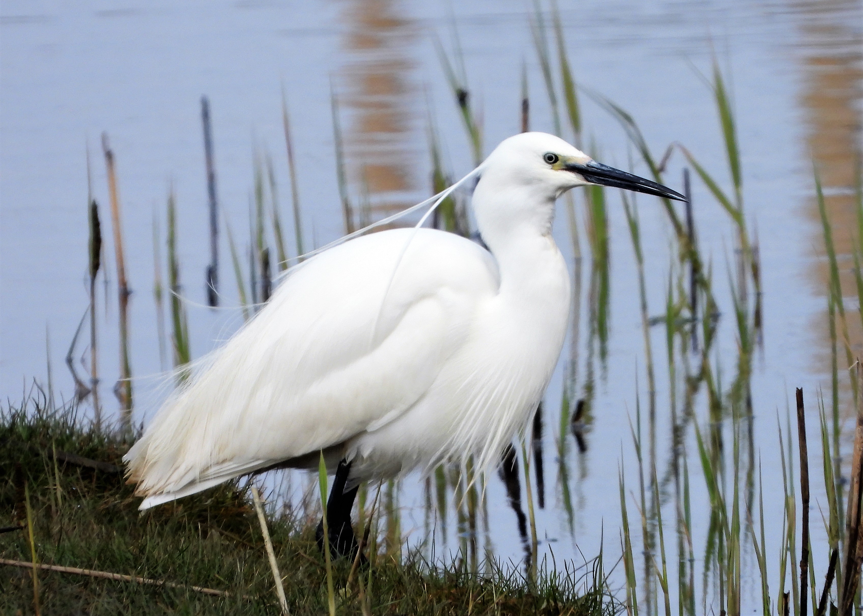 Little Egret - 30-04-2021