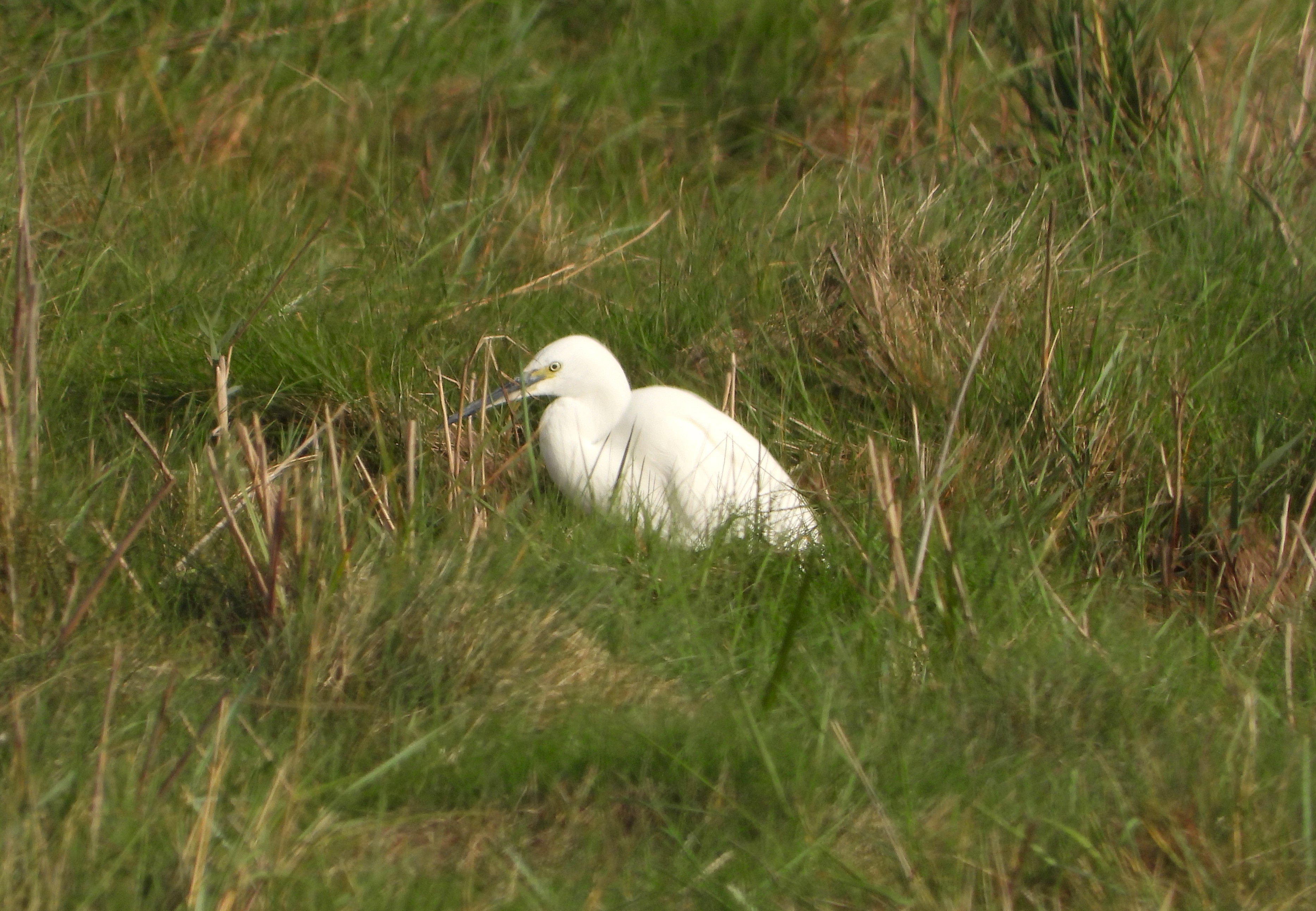 Little Egret - 09-10-2023