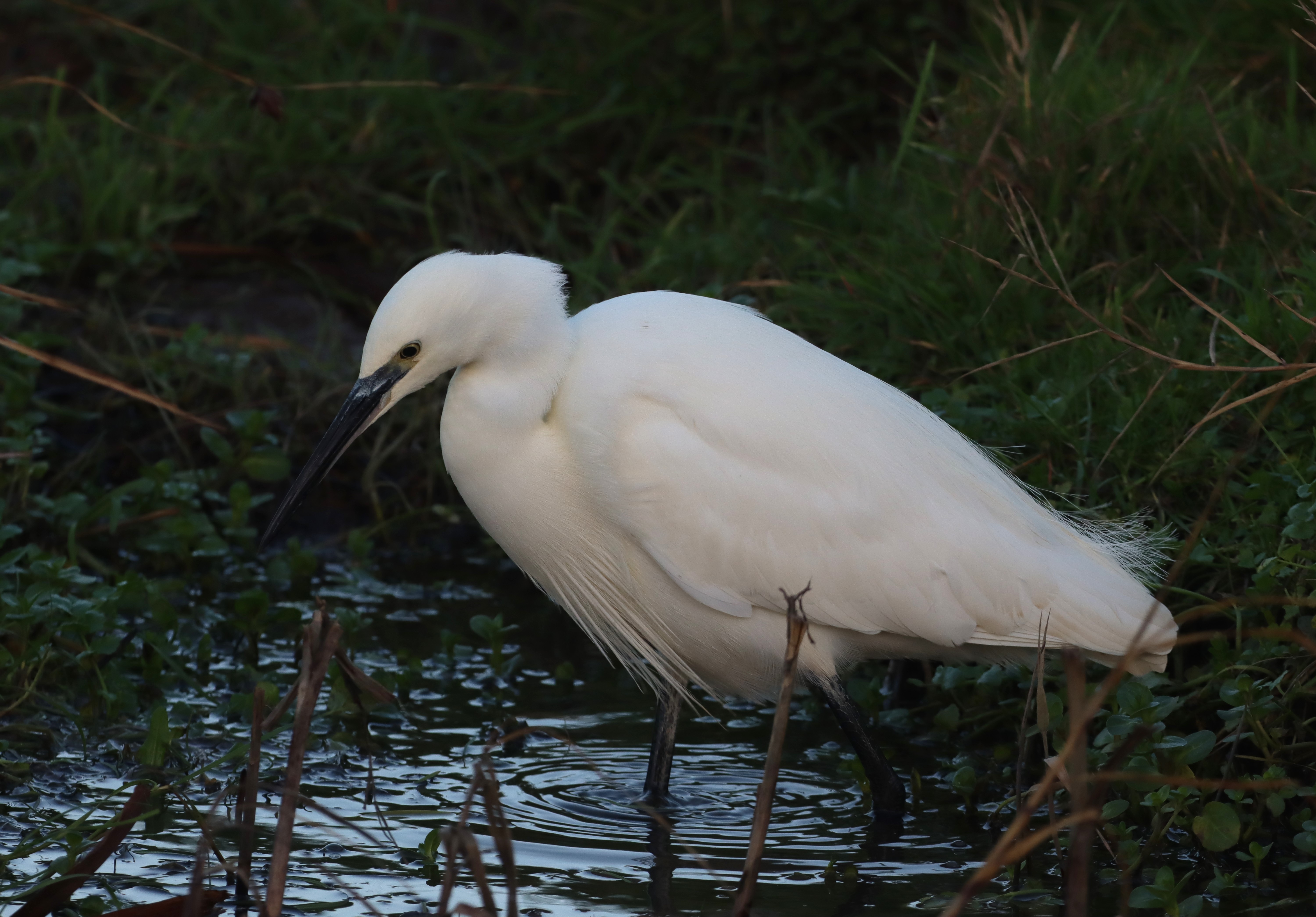 Little Egret - 10-12-2025