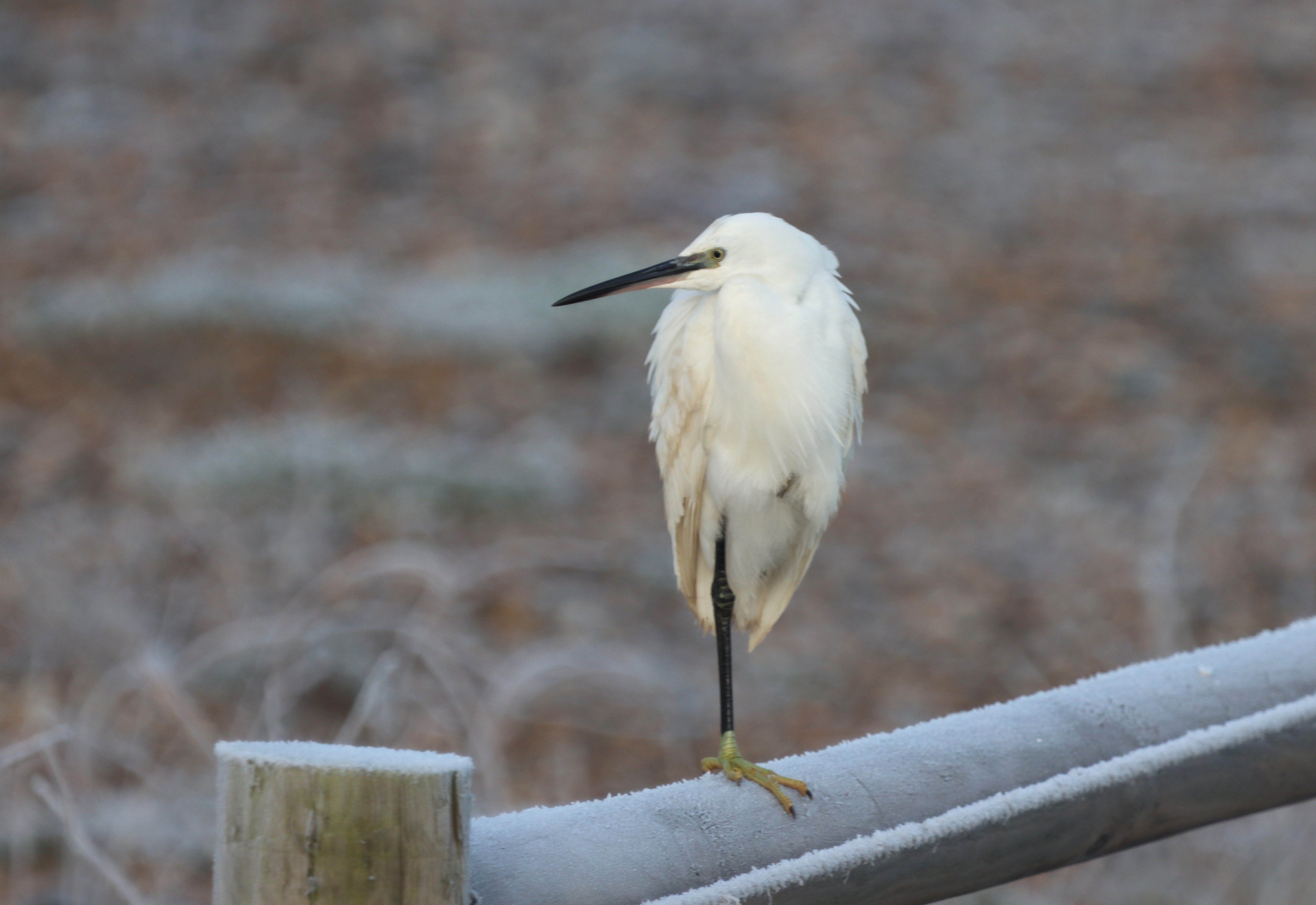 Little Egret - 13-12-2022