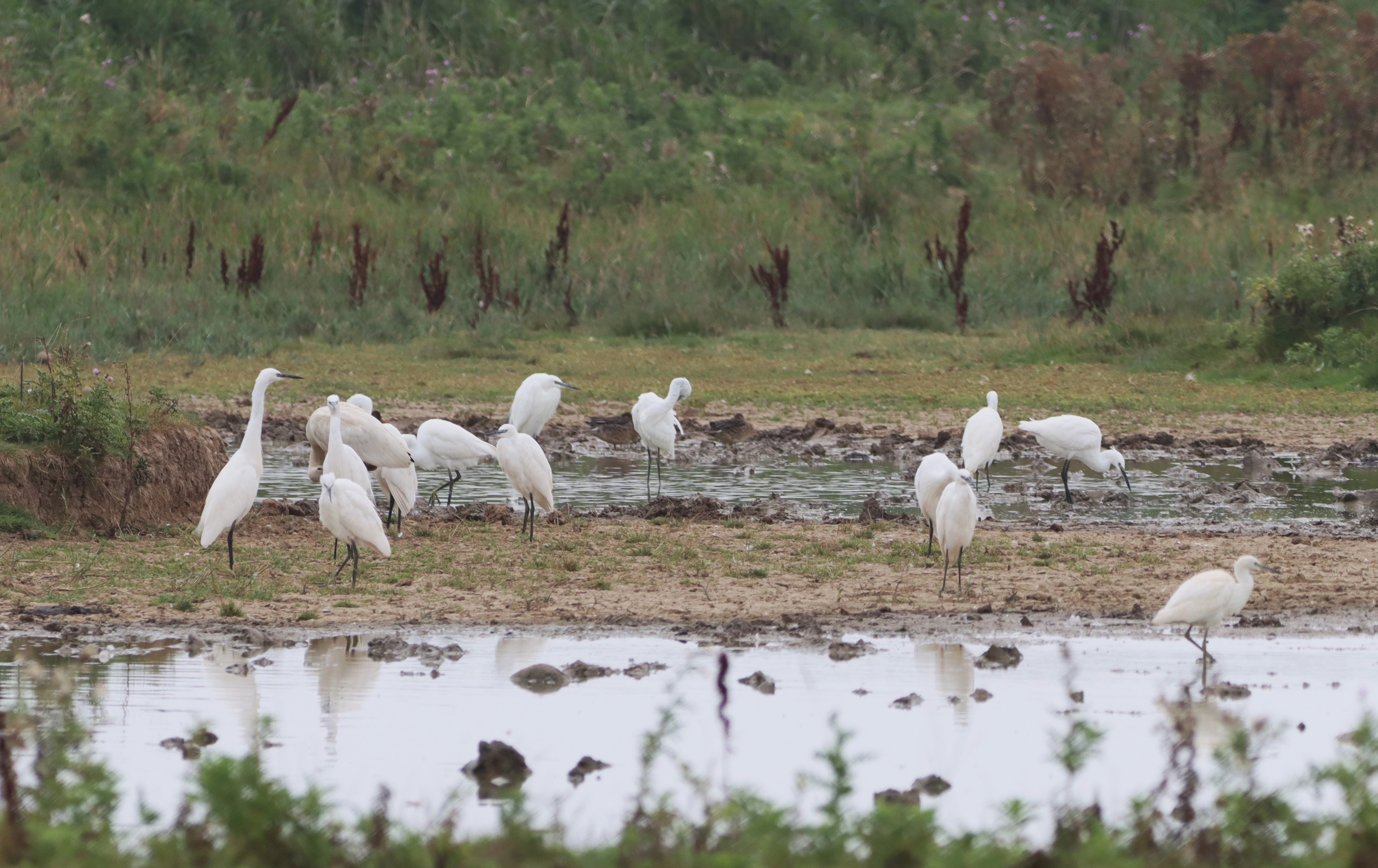 Little Egret - 07-09-2024