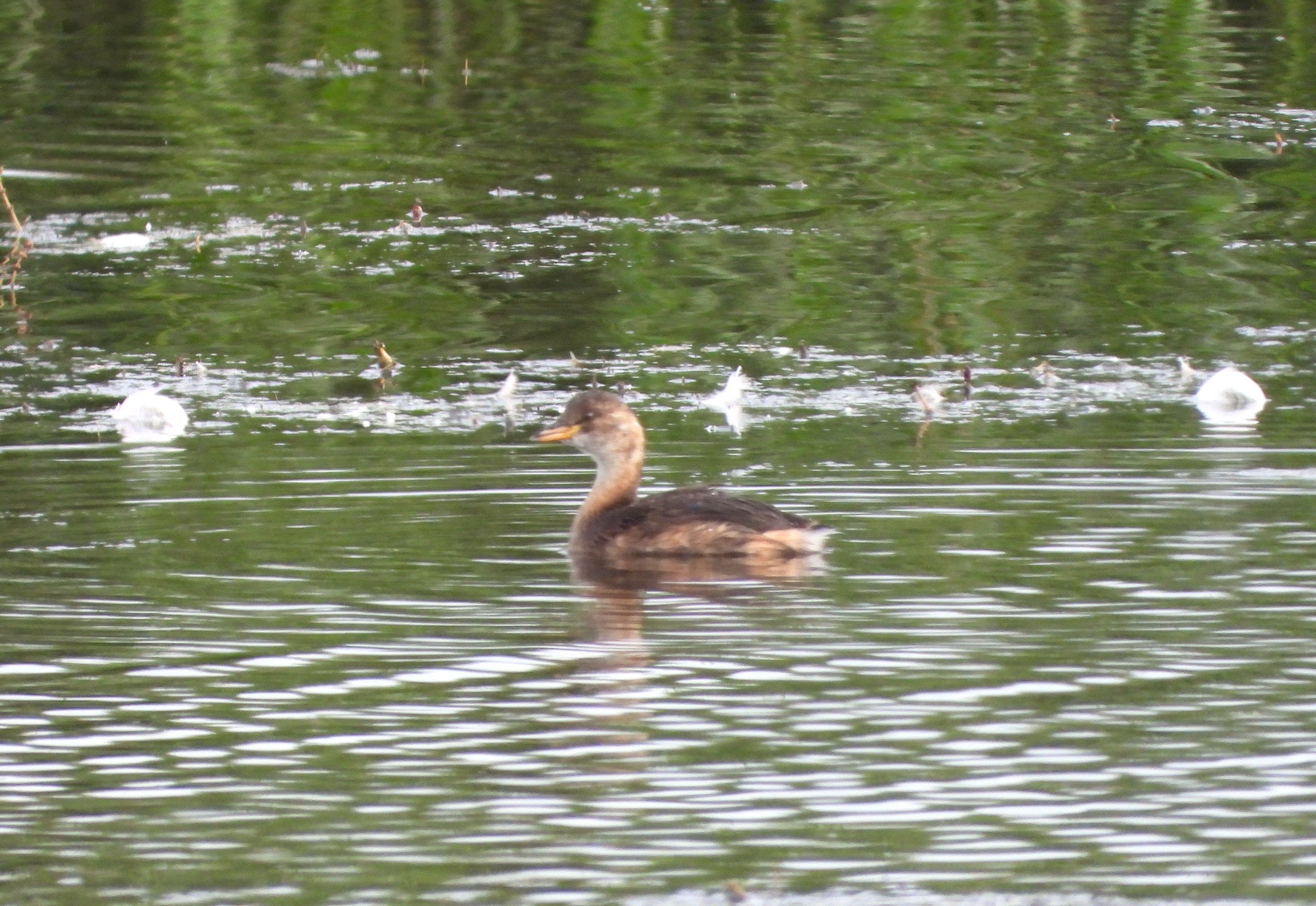 Little Grebe - 02-10-2023