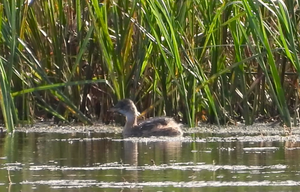 Little Grebe - 29-09-2023