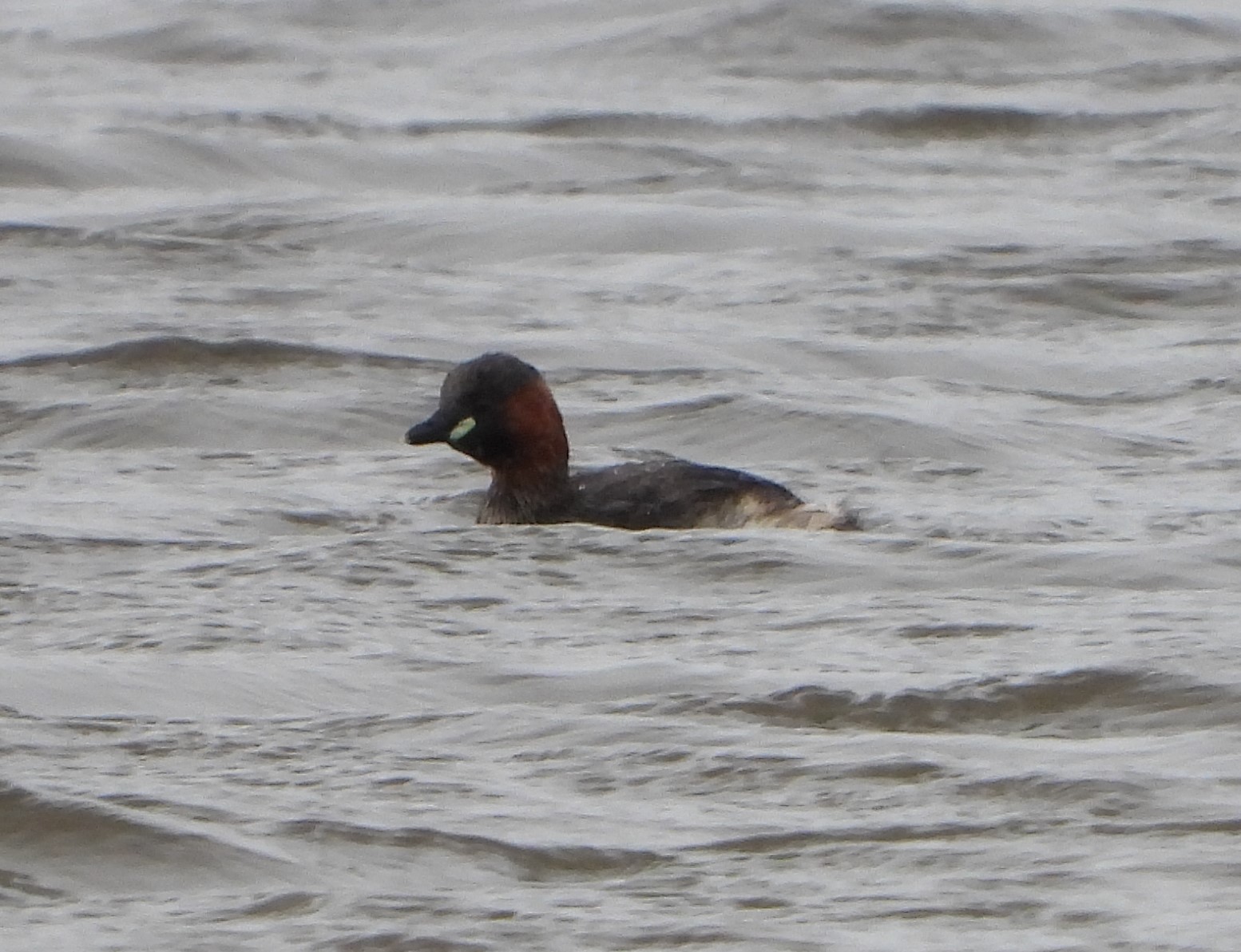 Little Grebe - 06-04-2022