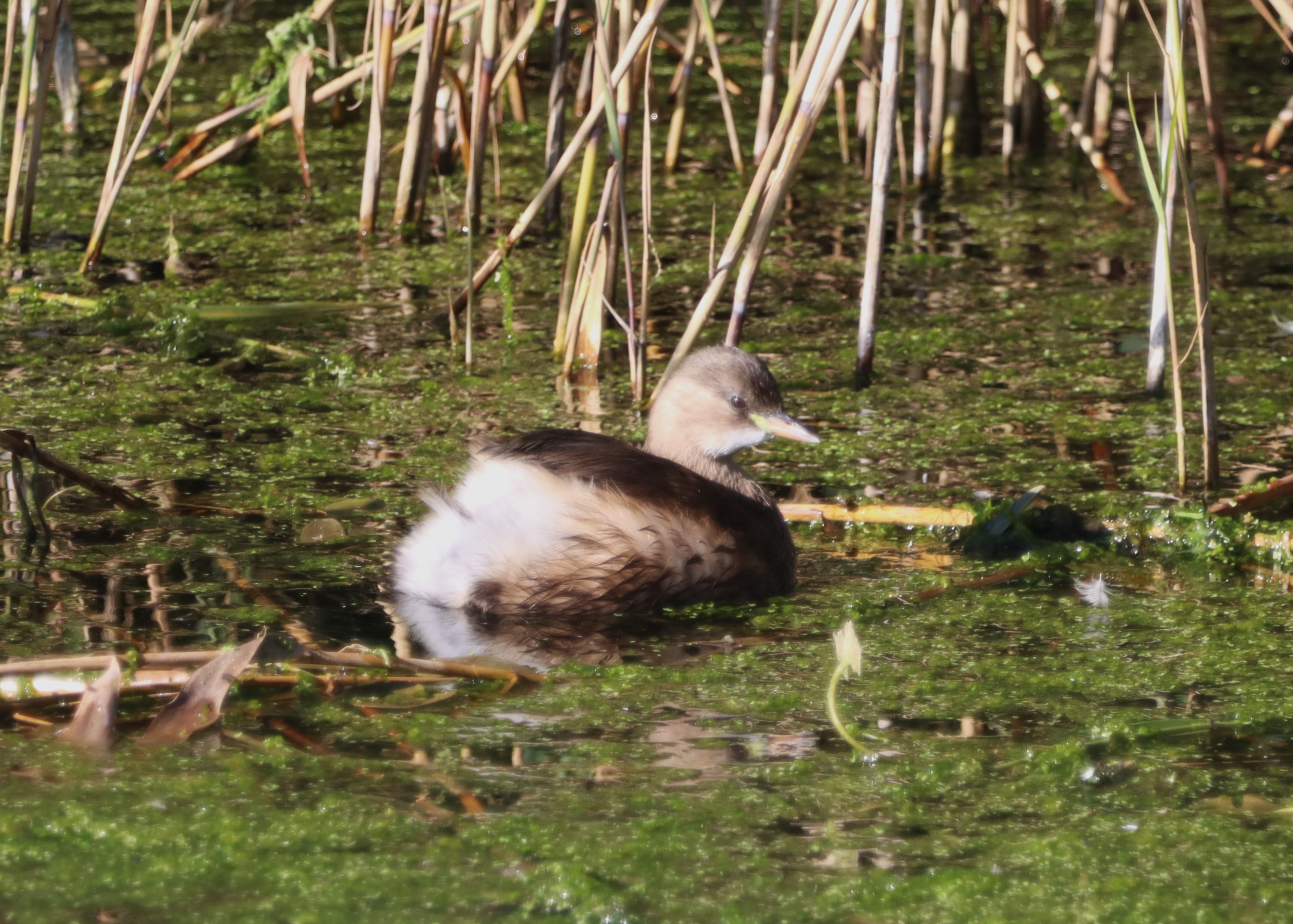 Little Grebe - 09-10-2022