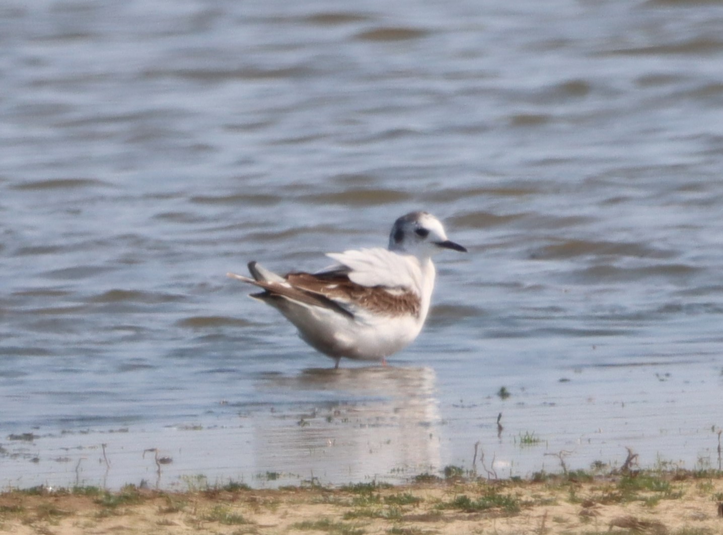 Little Gull - 10-06-2023