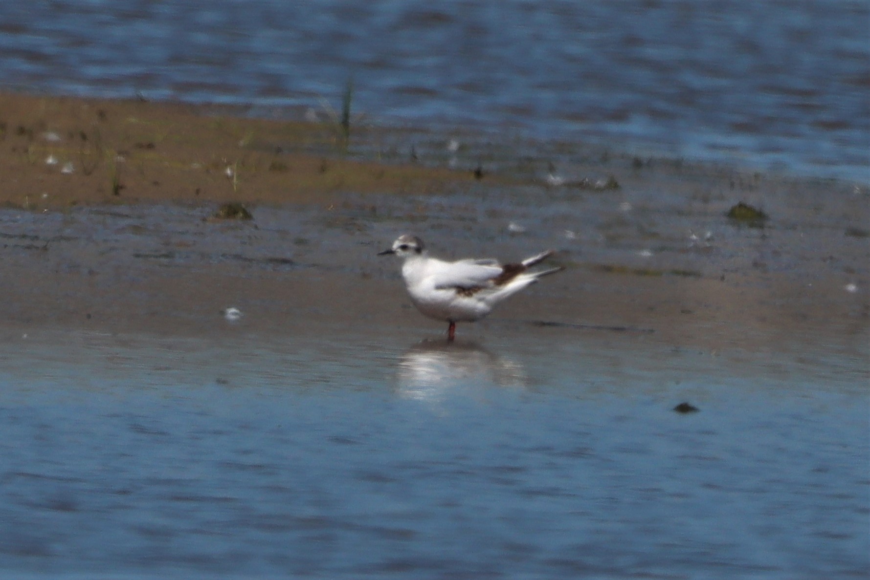 Little Gull - 13-06-2021