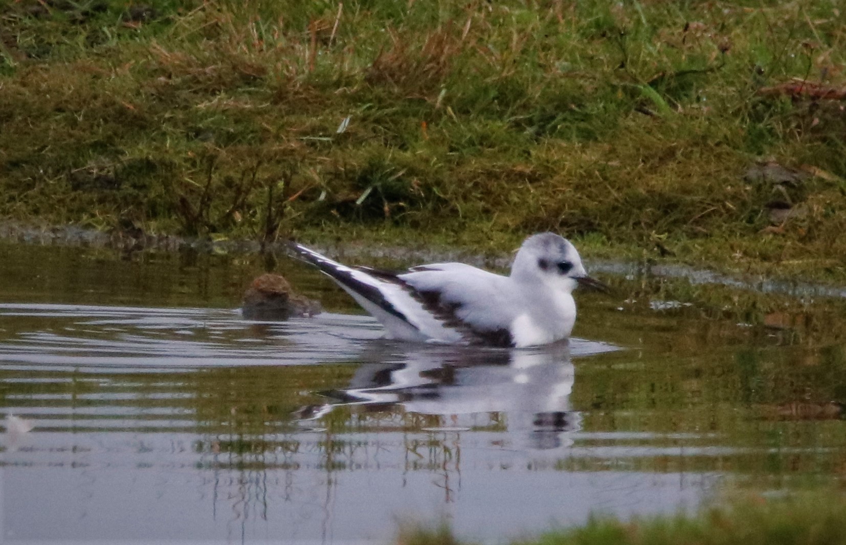 Little Gull - 15-11-2021